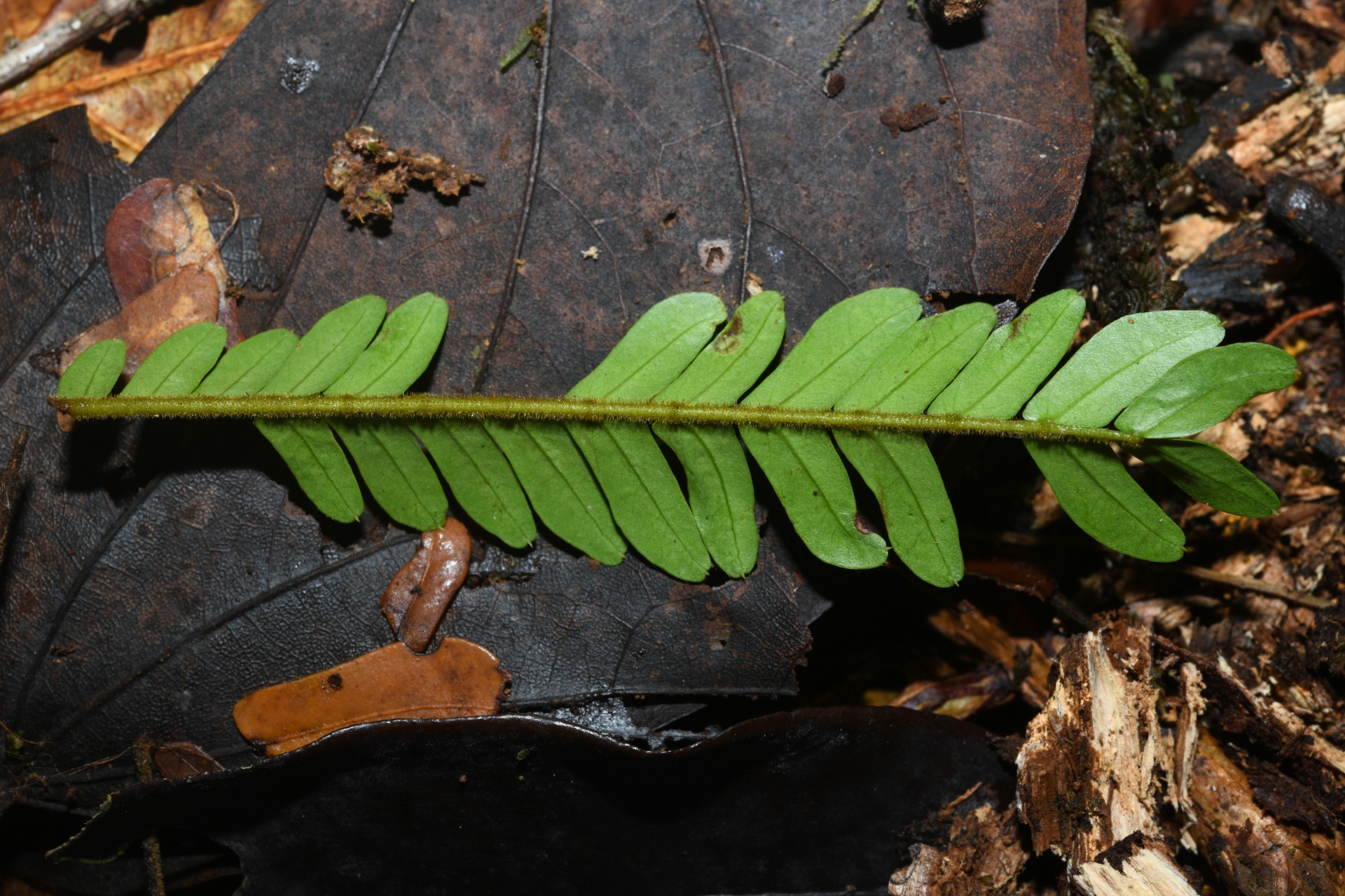 Zygia tetragona Barneby & J.W.Grimes - Photo Bivouac Naturaliste
