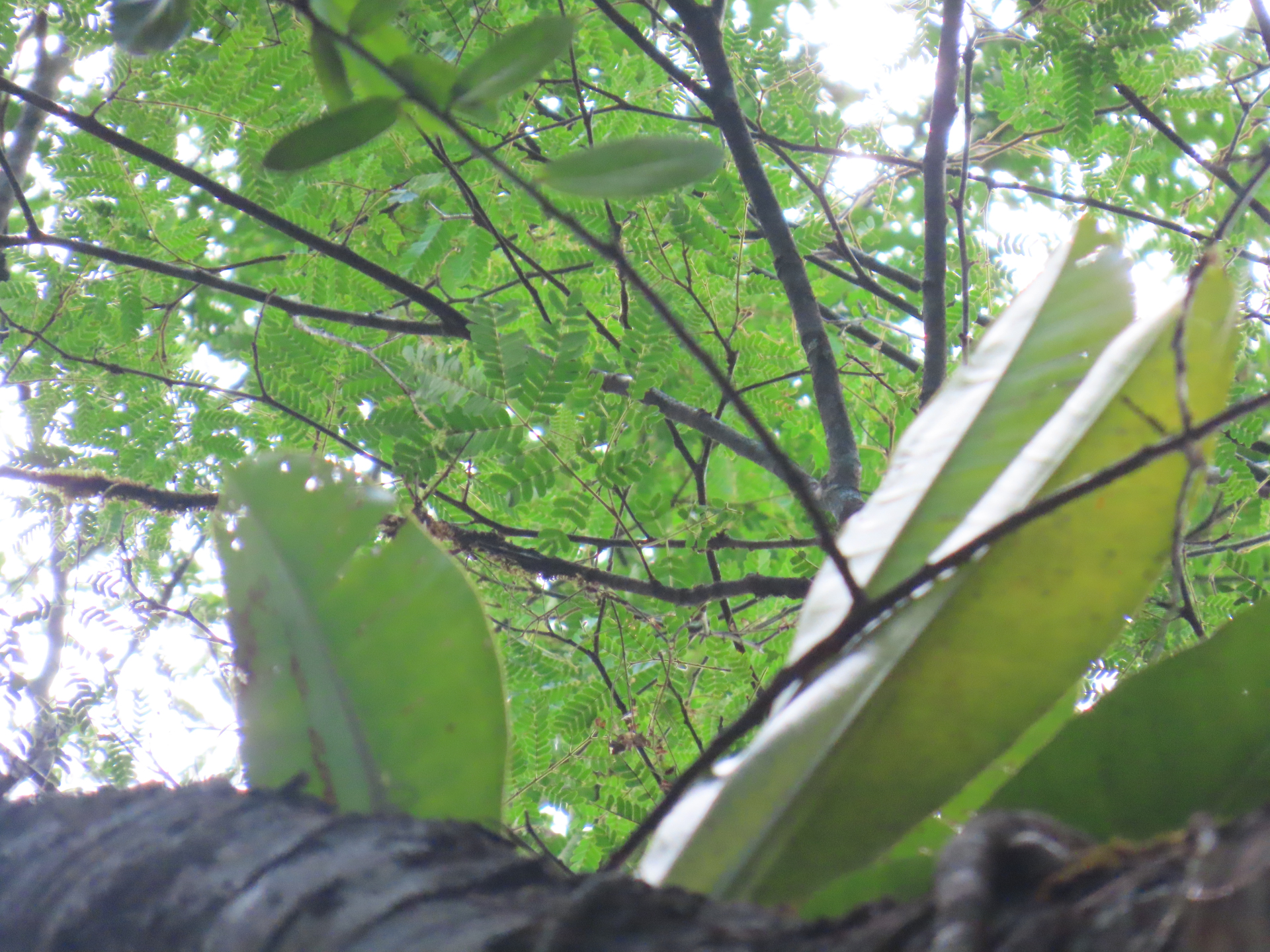 Zygia tetragona Barneby & J.W.Grimes - Photo Bivouac Naturaliste