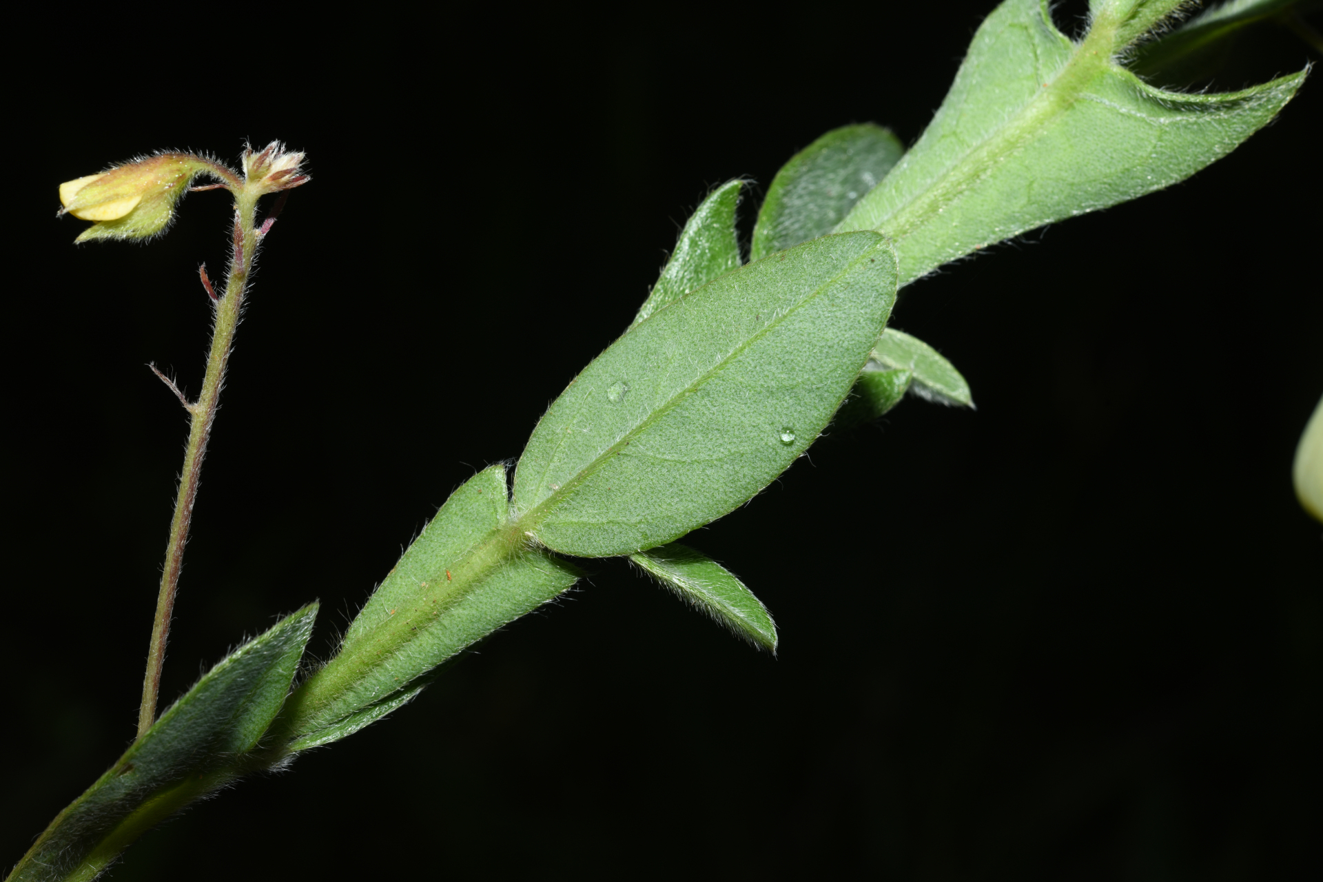 Crotalaria stipularia Desv. - Photo Bivouac Naturaliste