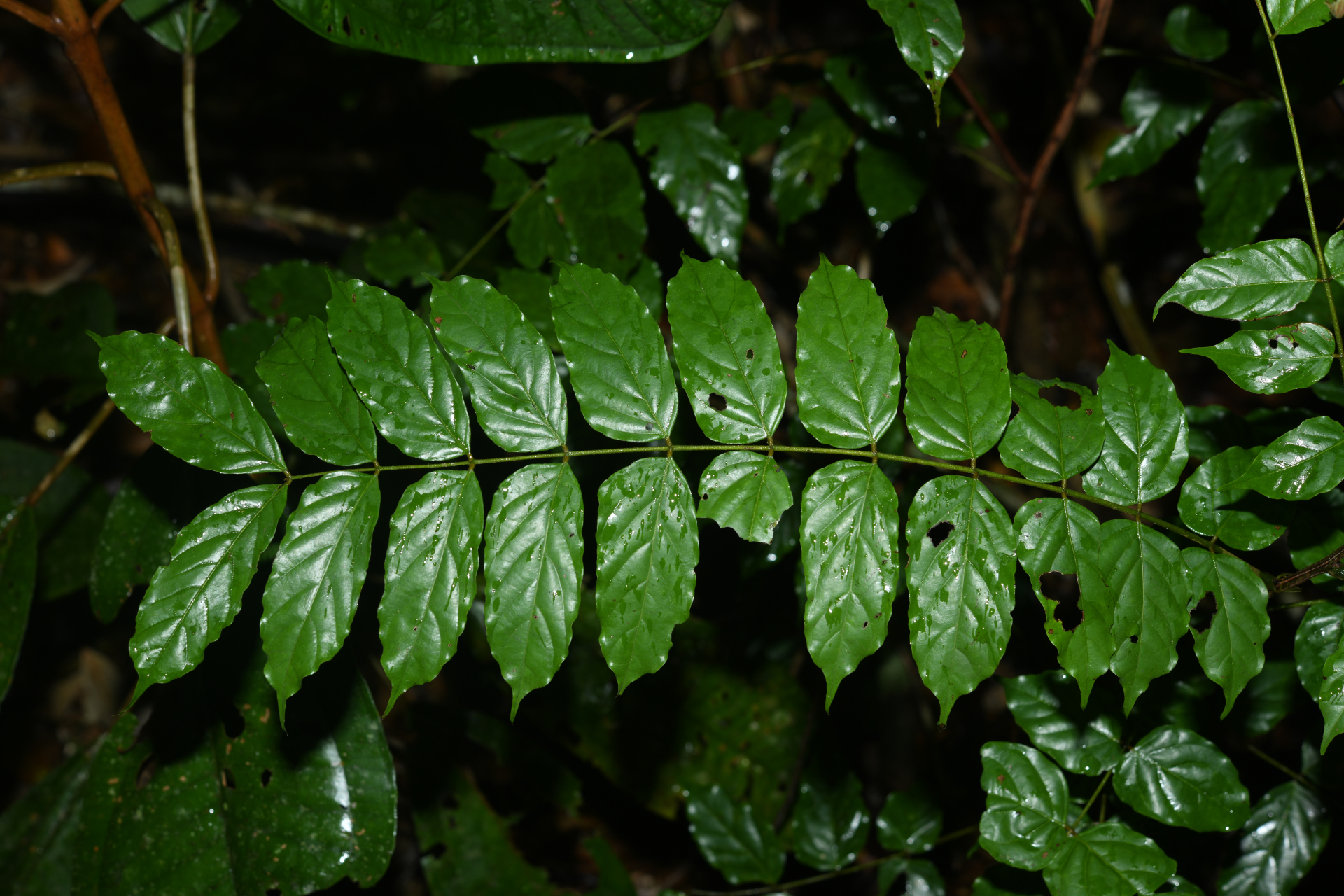 Tachigali melinonii (Harms) Zarucchi & Herend. - Photo Bivouac Naturaliste