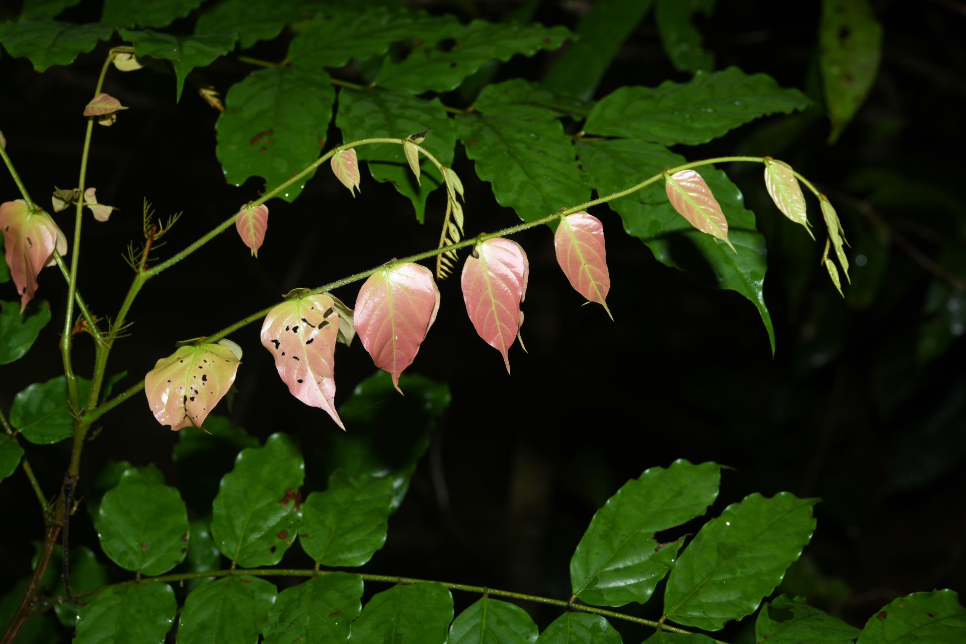 Tachigali melinonii (Harms) Zarucchi & Herend. - Photo Bivouac Naturaliste