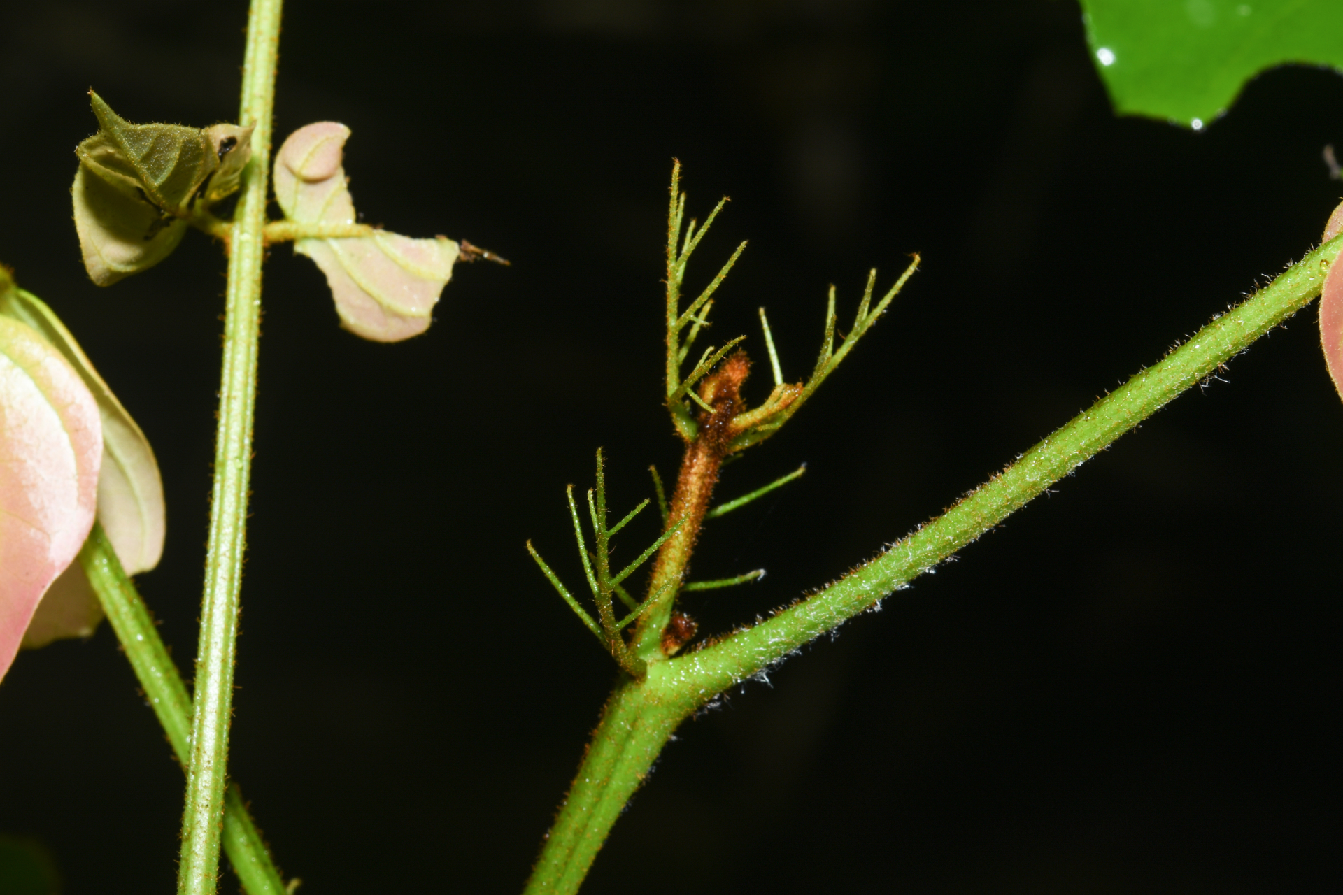 Tachigali melinonii (Harms) Zarucchi & Herend. - Photo Bivouac Naturaliste