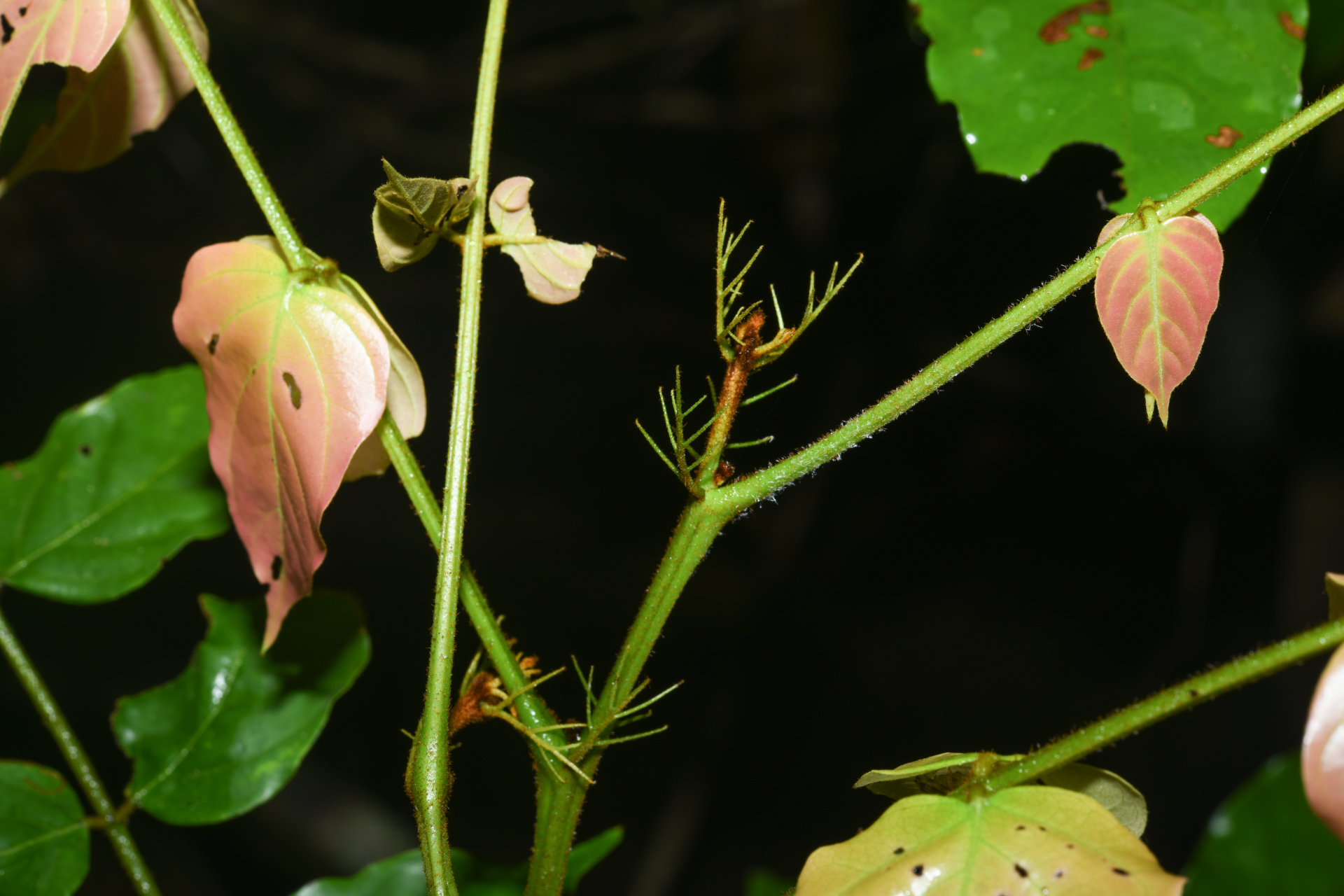 Tachigali melinonii (Harms) Zarucchi & Herend. - Photo Bivouac Naturaliste