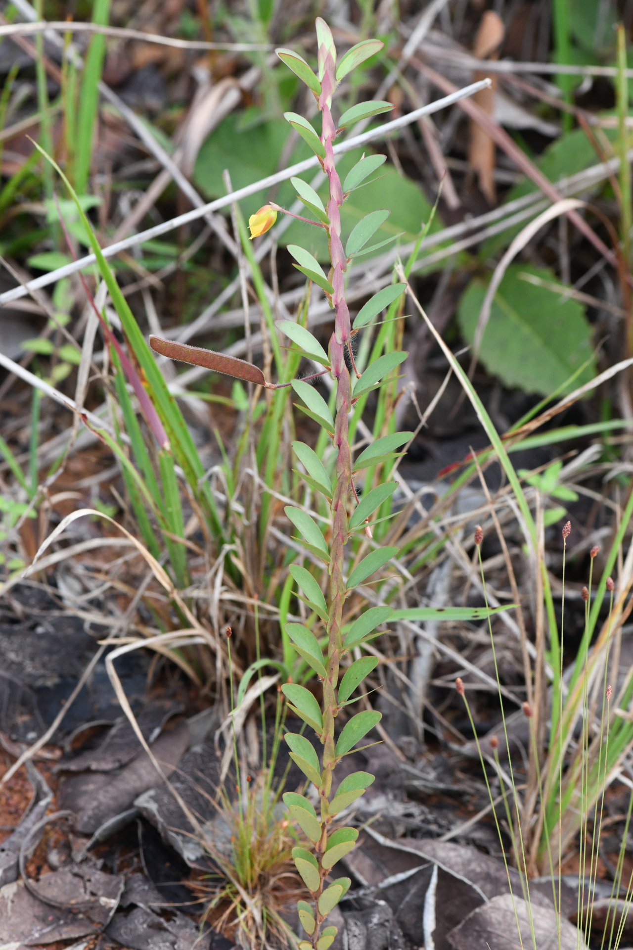 Chamaecrista cultrifolia (Kunth) Britton & Rose ex Britton & Killip - Photo Bivouac Naturaliste