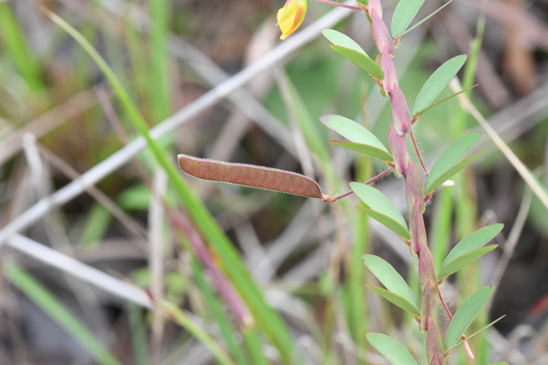 Chamaecrista cultrifolia (Kunth) Britton & Rose ex Britton & Killip - Photo Bivouac Naturaliste