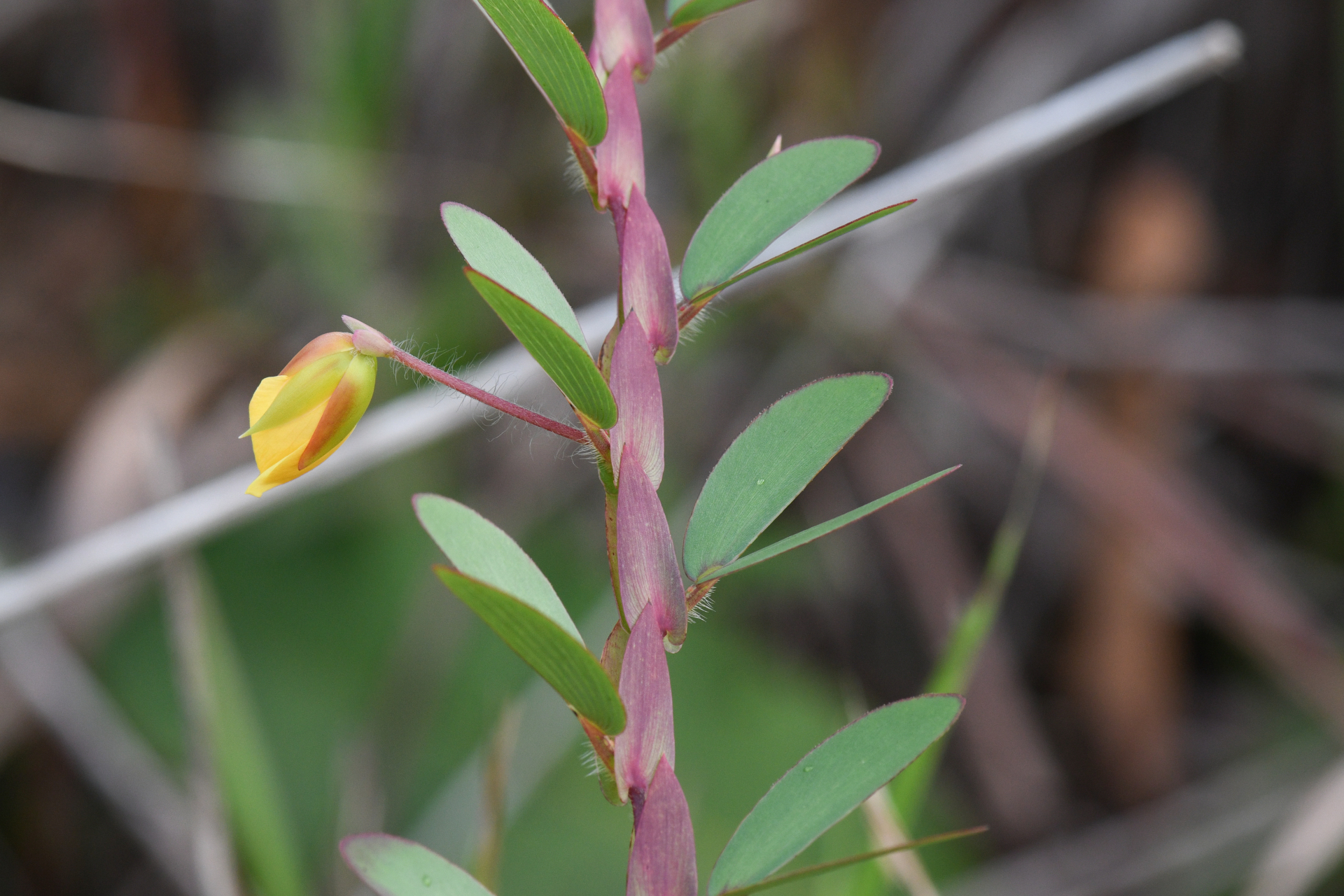 Chamaecrista cultrifolia (Kunth) Britton & Rose ex Britton & Killip - Photo Bivouac Naturaliste