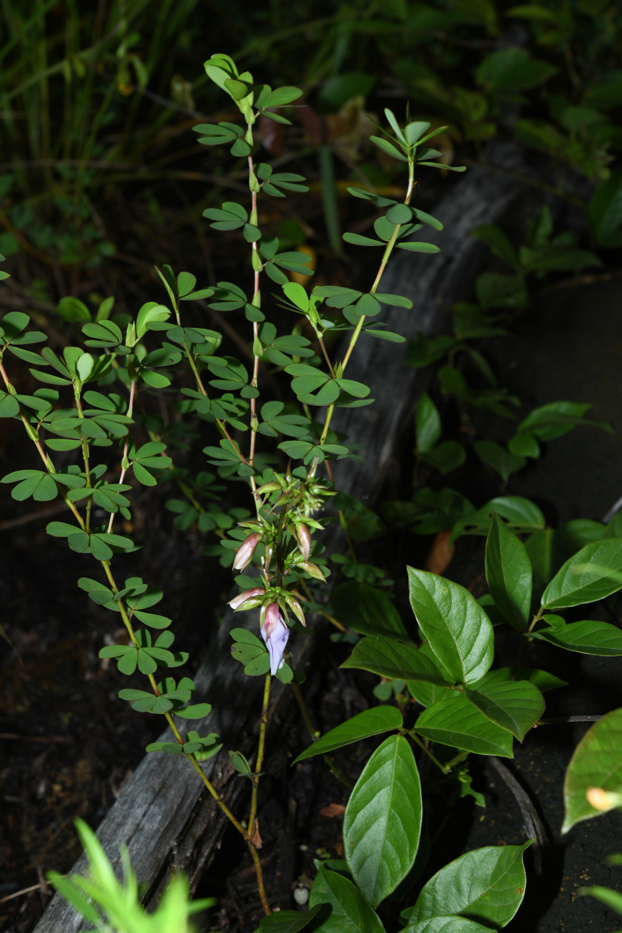 Chamaecrista desvauxii var. saxatilis (Amshoff) H.S.Irwin & Barneby - Photo Bivouac Naturaliste