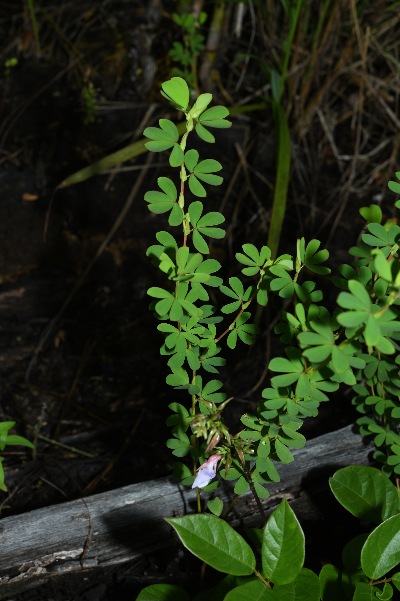 Chamaecrista desvauxii var. saxatilis (Amshoff) H.S.Irwin & Barneby - Photo Bivouac Naturaliste