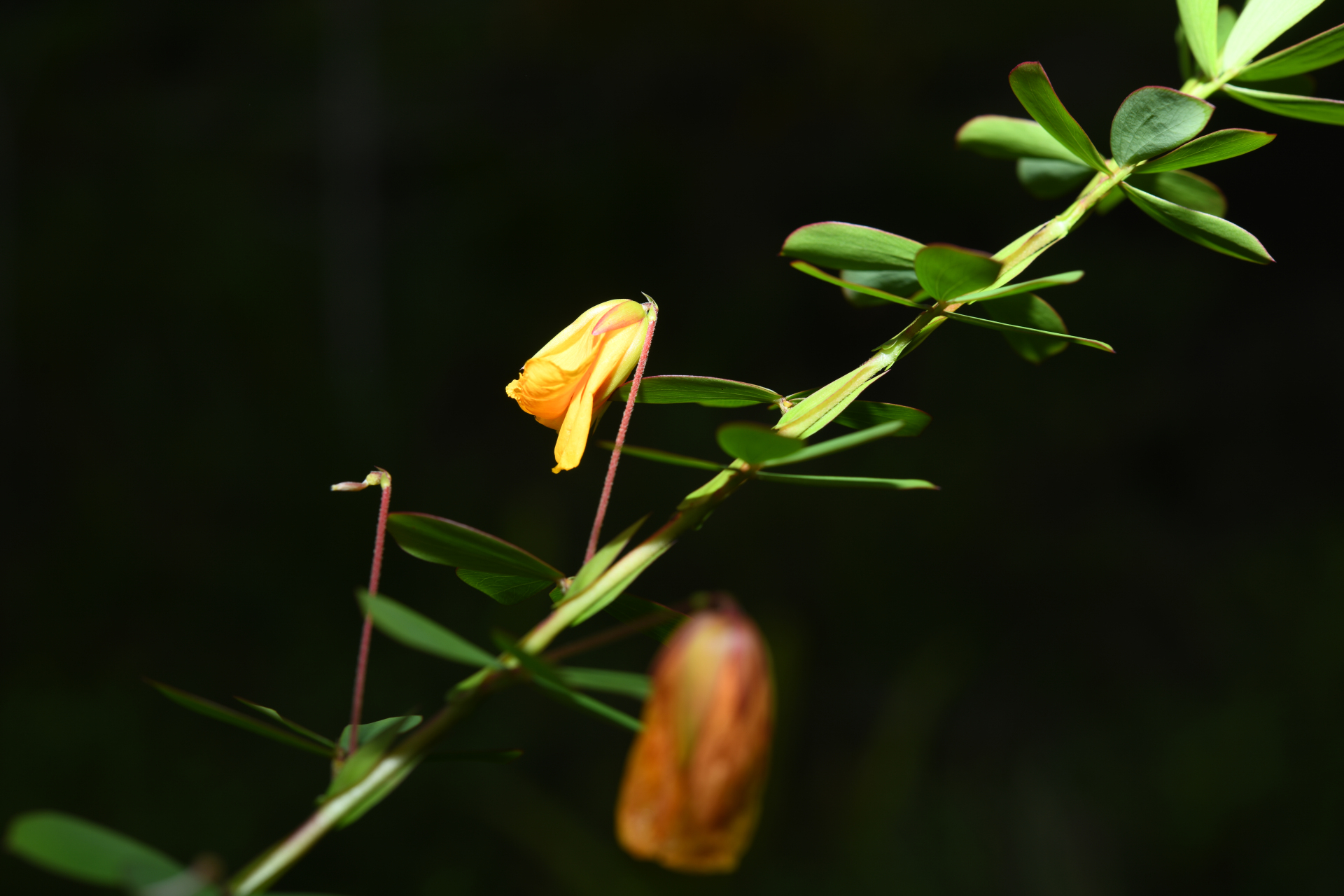 Chamaecrista desvauxii var. saxatilis (Amshoff) H.S.Irwin & Barneby - Photo Bivouac Naturaliste