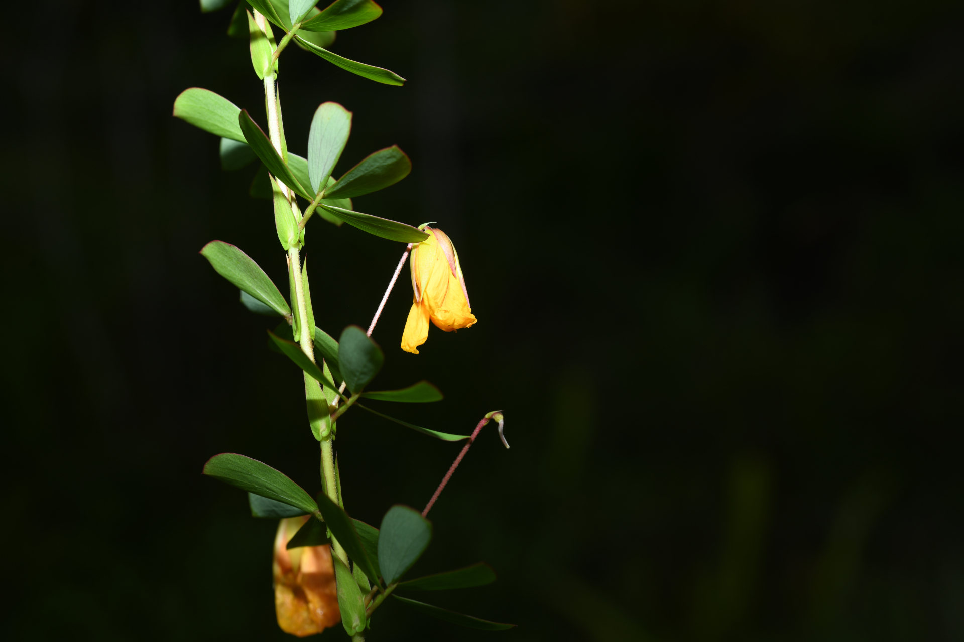 Chamaecrista desvauxii var. saxatilis (Amshoff) H.S.Irwin & Barneby - Photo Bivouac Naturaliste
