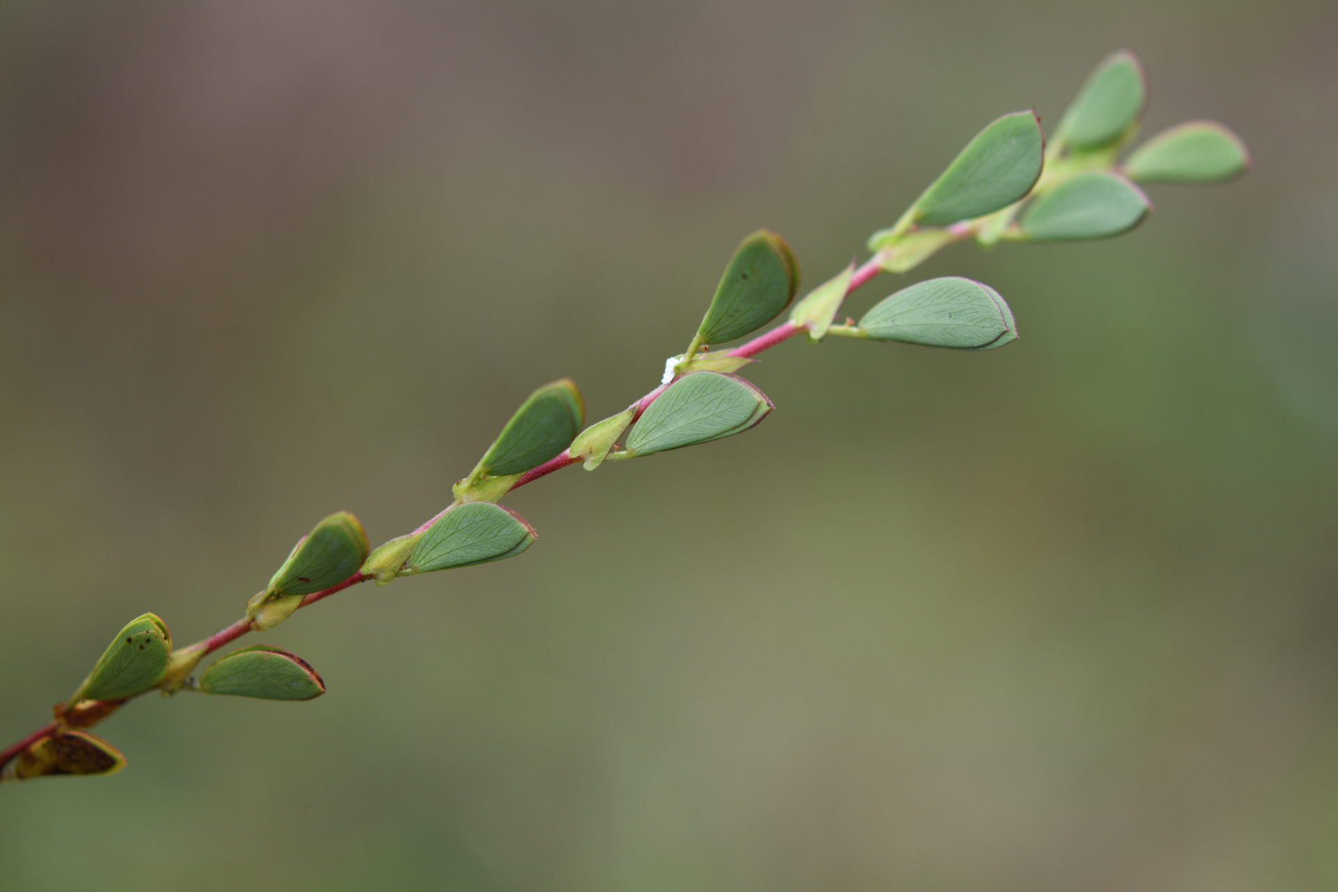 Chamaecrista desvauxii var. saxatilis (Amshoff) H.S.Irwin & Barneby - Photo Bivouac Naturaliste