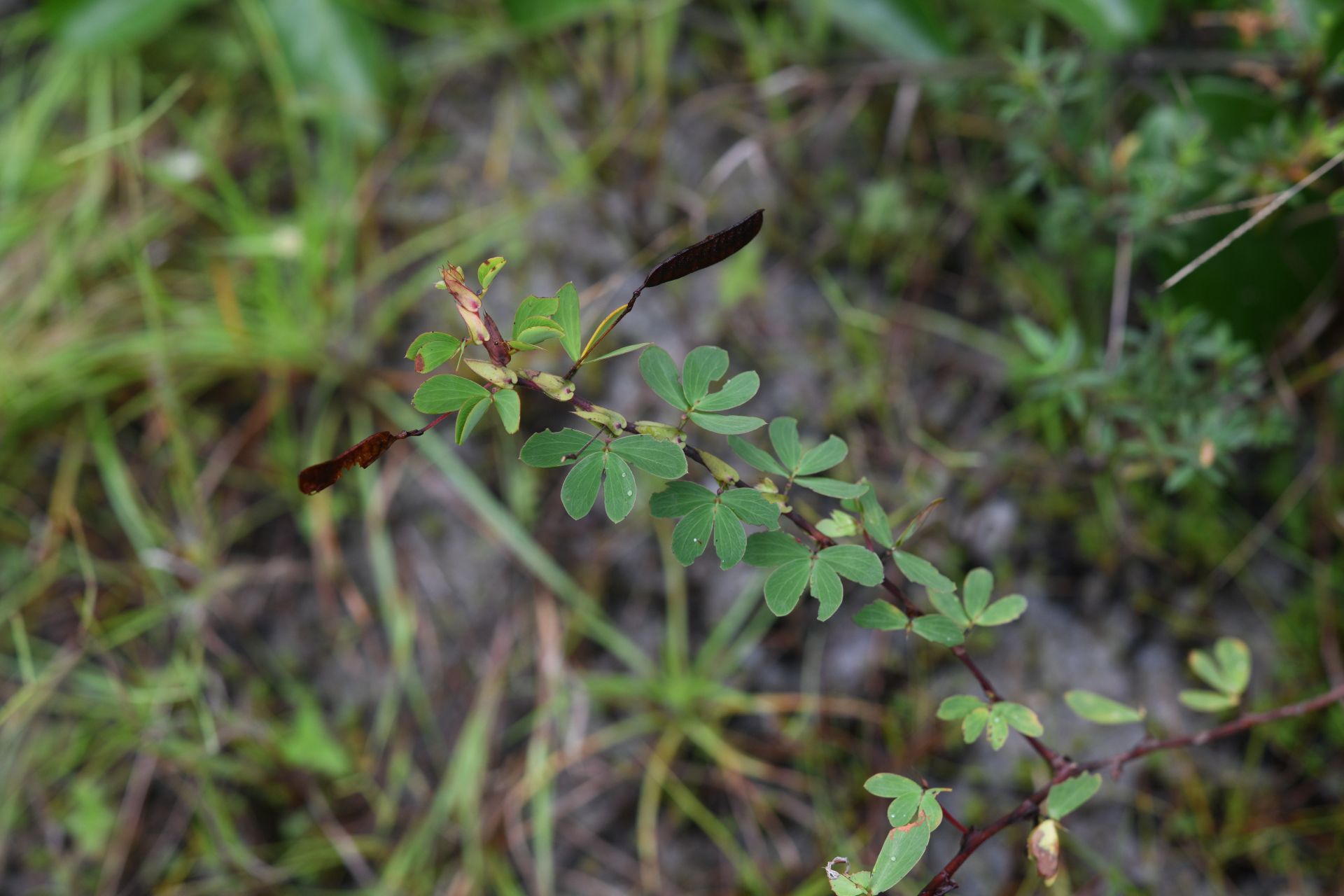 Chamaecrista desvauxii var. saxatilis (Amshoff) H.S.Irwin & Barneby - Photo Bivouac Naturaliste