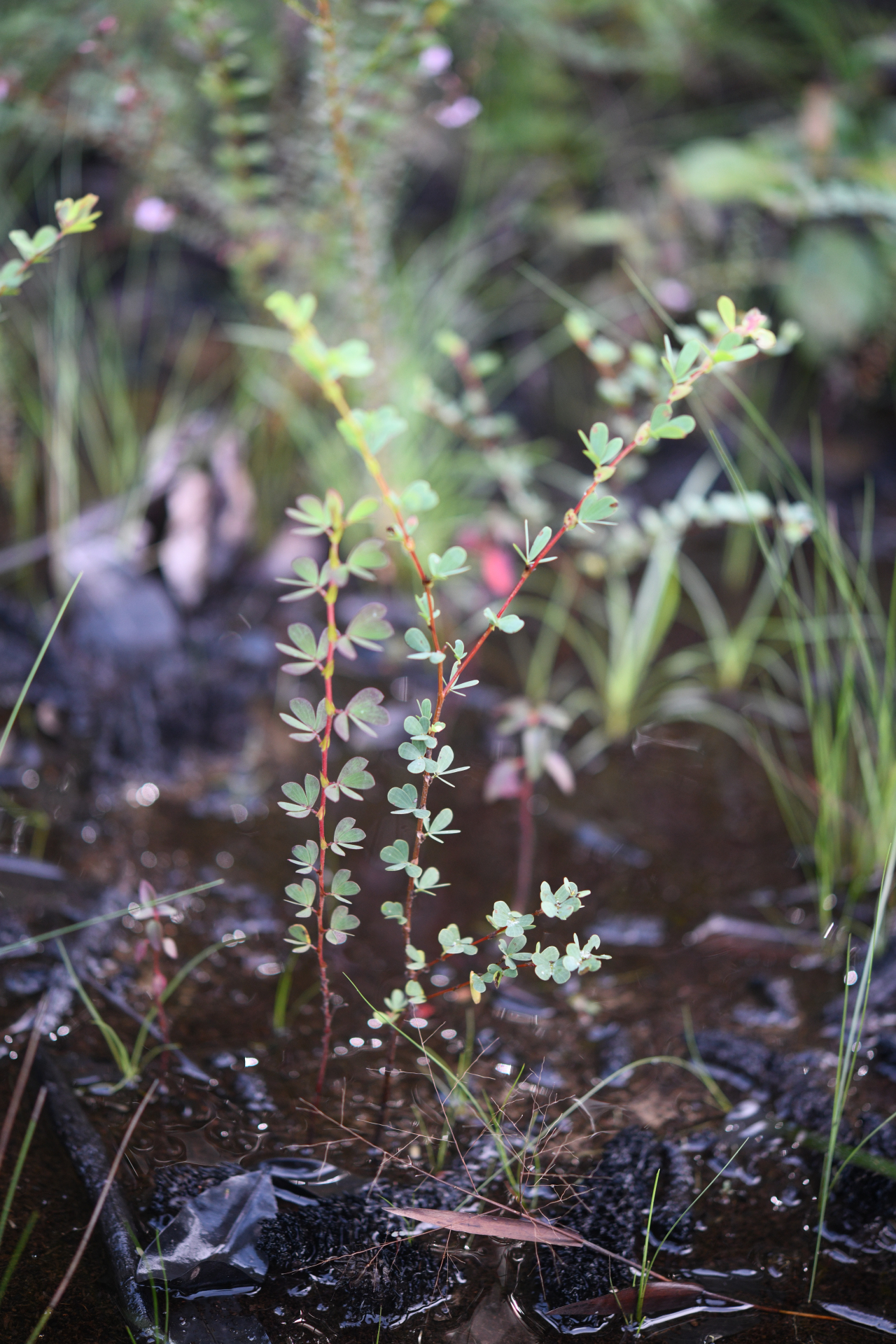 Chamaecrista desvauxii var. saxatilis (Amshoff) H.S.Irwin & Barneby - Photo Bivouac Naturaliste