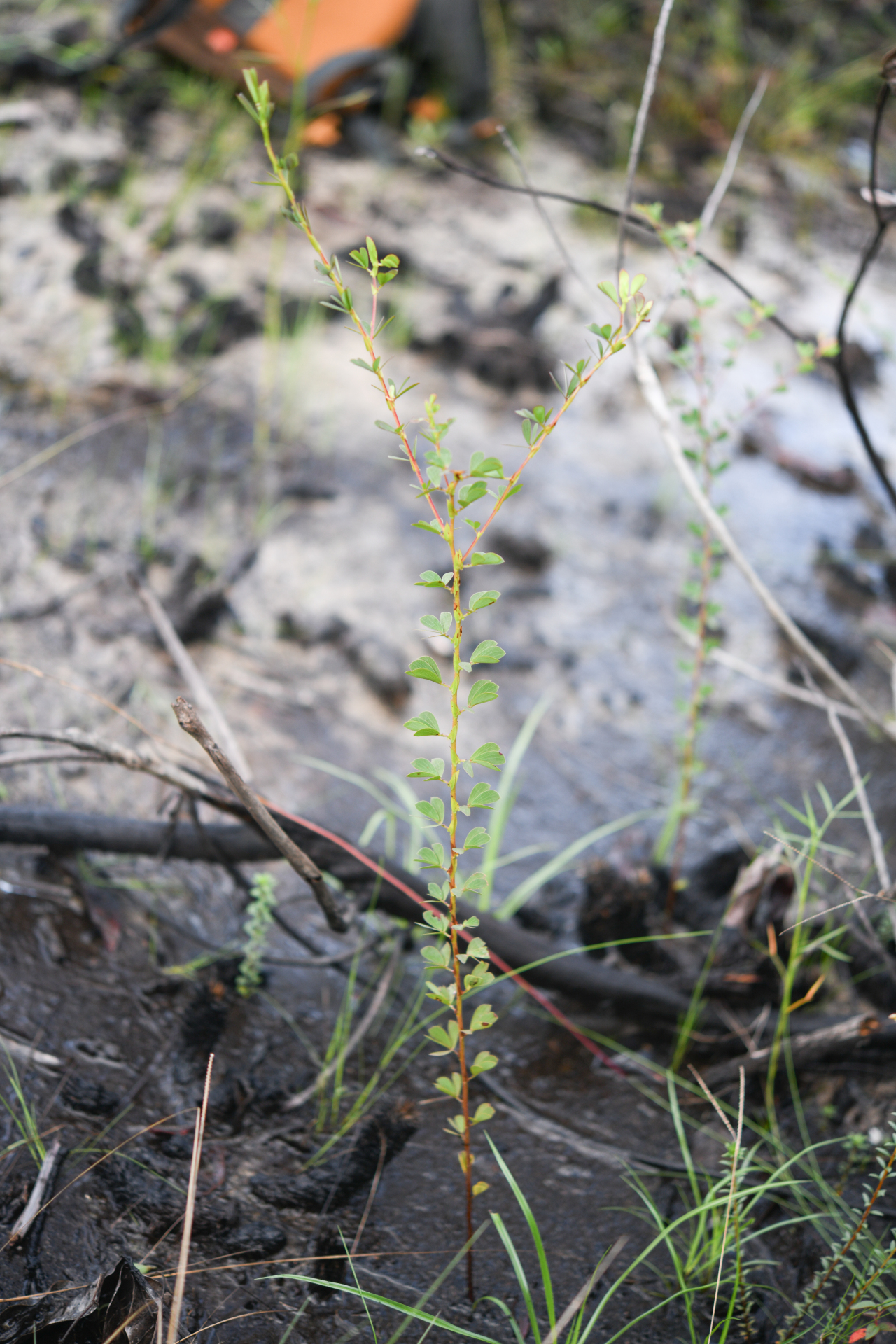 Chamaecrista desvauxii var. saxatilis (Amshoff) H.S.Irwin & Barneby - Photo Bivouac Naturaliste