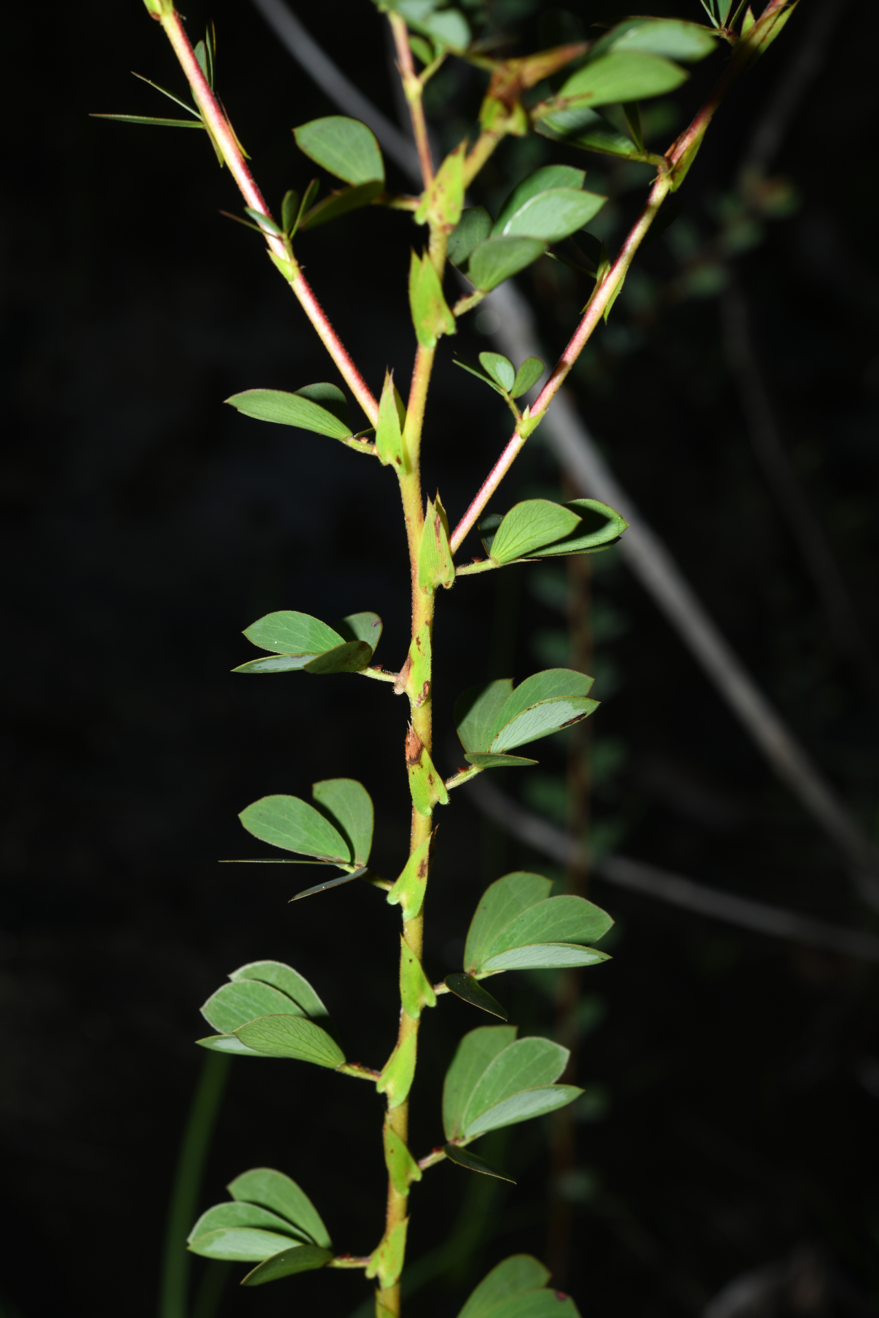 Chamaecrista desvauxii var. saxatilis (Amshoff) H.S.Irwin & Barneby - Photo Bivouac Naturaliste