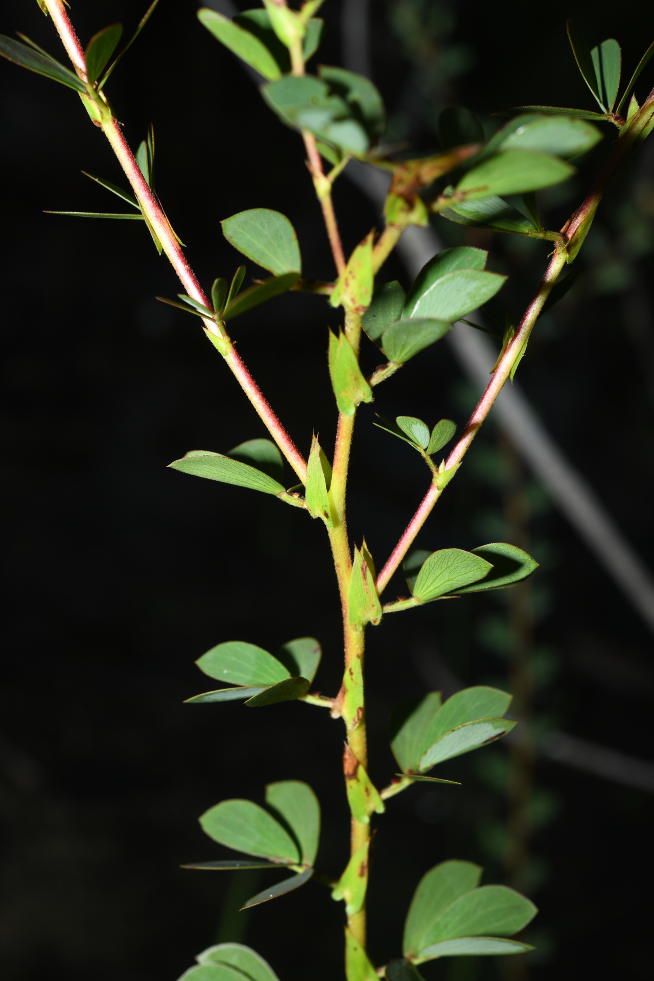 Chamaecrista desvauxii var. saxatilis (Amshoff) H.S.Irwin & Barneby - Photo Bivouac Naturaliste