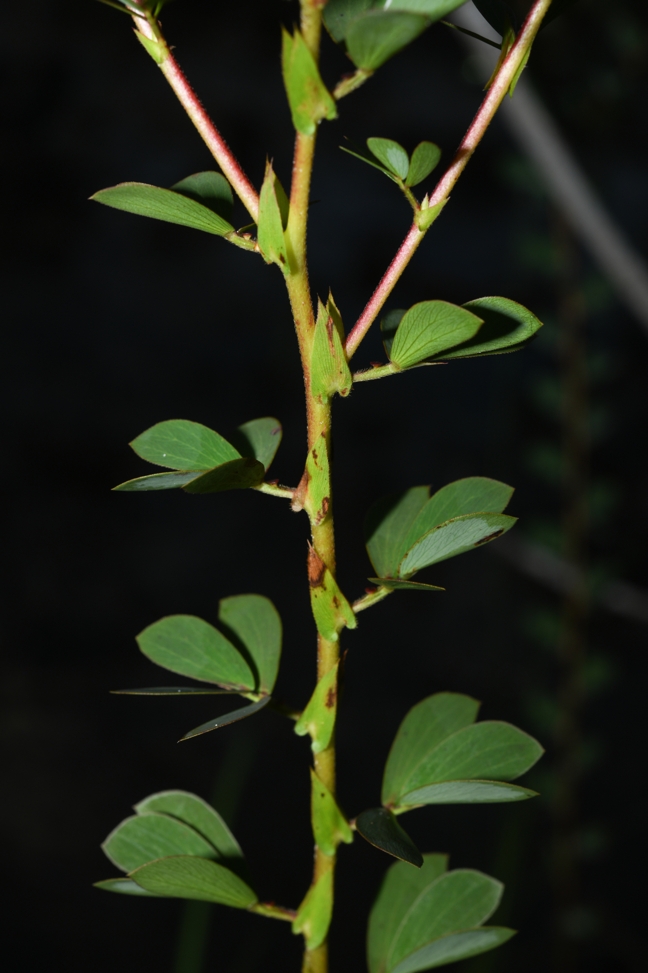 Chamaecrista desvauxii var. saxatilis (Amshoff) H.S.Irwin & Barneby - Photo Bivouac Naturaliste