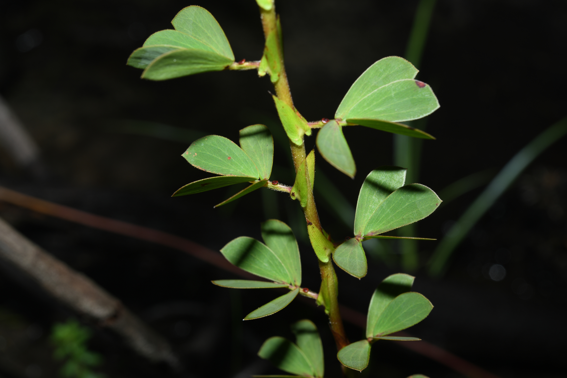 Chamaecrista desvauxii var. saxatilis (Amshoff) H.S.Irwin & Barneby - Photo Bivouac Naturaliste