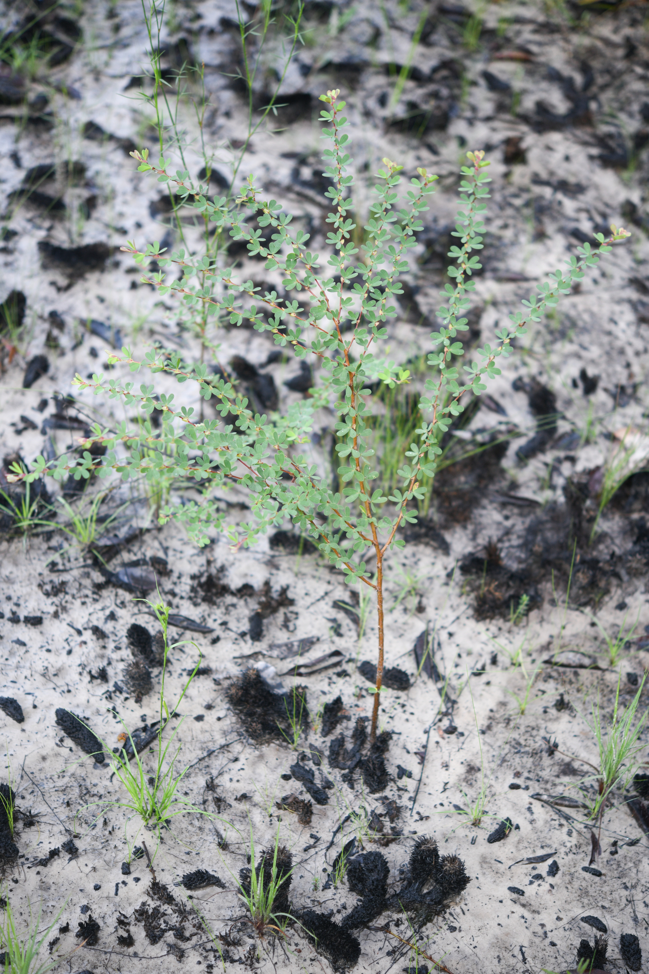 Chamaecrista ramosa var. ramosa - Photo Bivouac Naturaliste