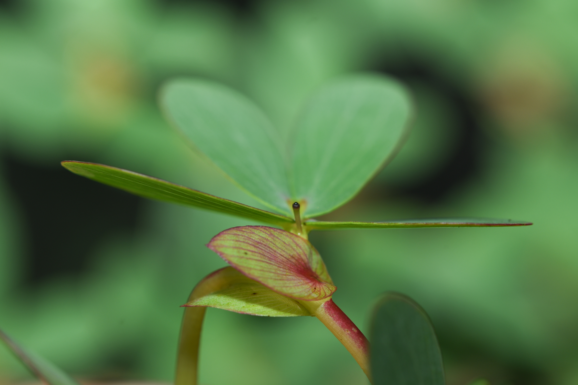 Chamaecrista ramosa var. ramosa - Photo Bivouac Naturaliste
