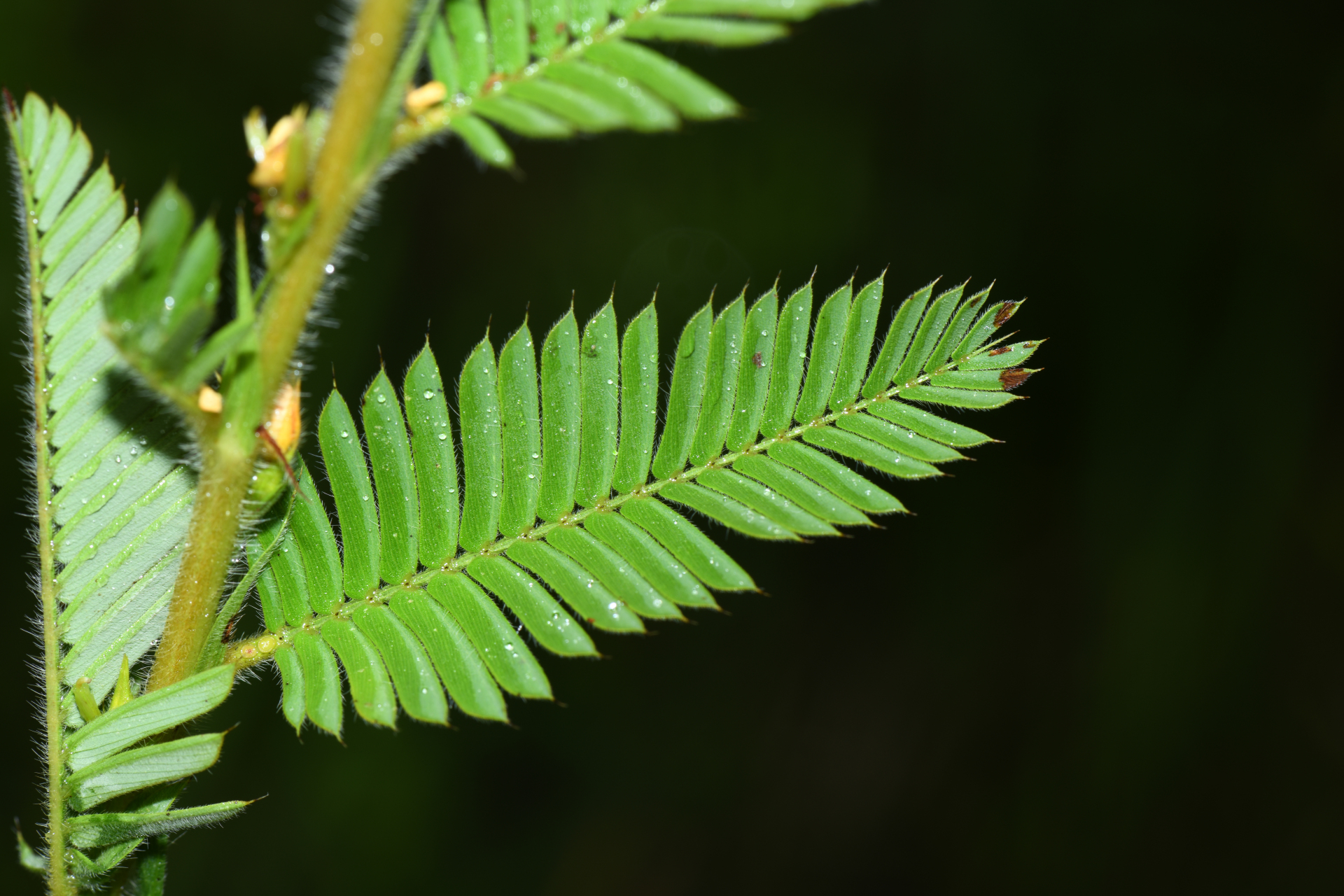 Chamaecrista nictitans var. praetexta (Vogel) H.S.Irwin & Barneby - Photo Bivouac Naturaliste