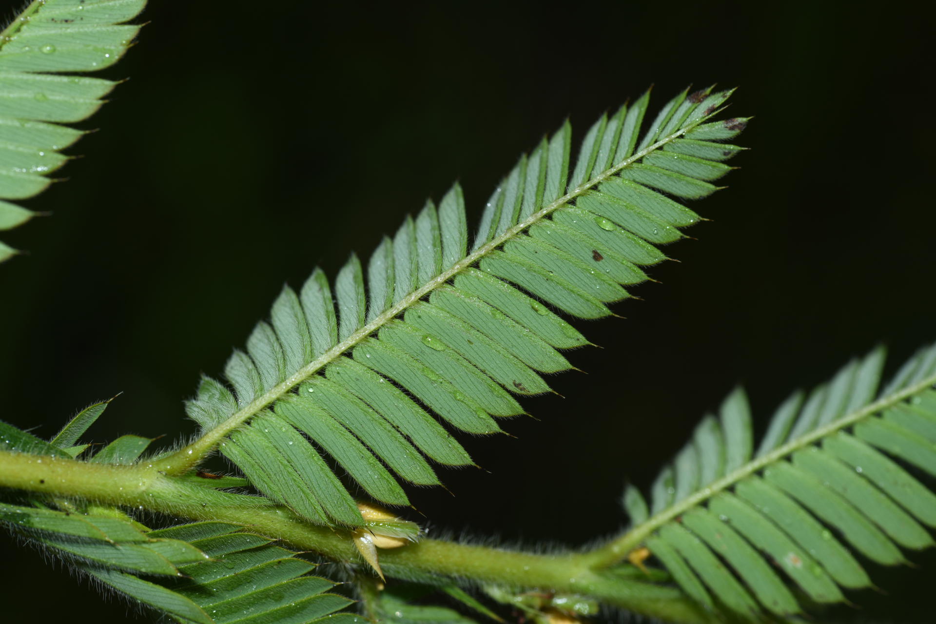 Chamaecrista nictitans var. praetexta (Vogel) H.S.Irwin & Barneby - Photo Bivouac Naturaliste
