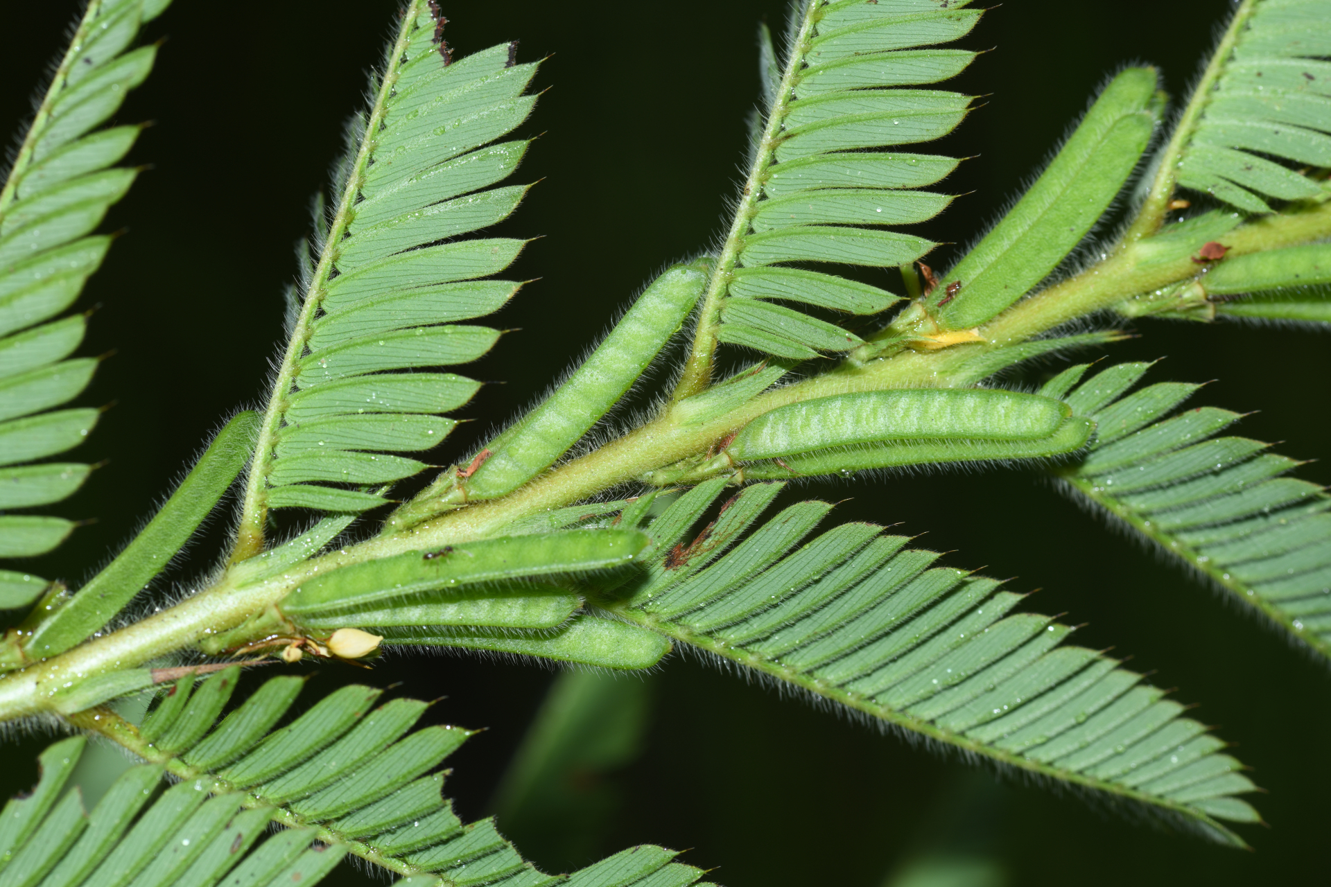 Chamaecrista nictitans var. praetexta (Vogel) H.S.Irwin & Barneby - Photo Bivouac Naturaliste