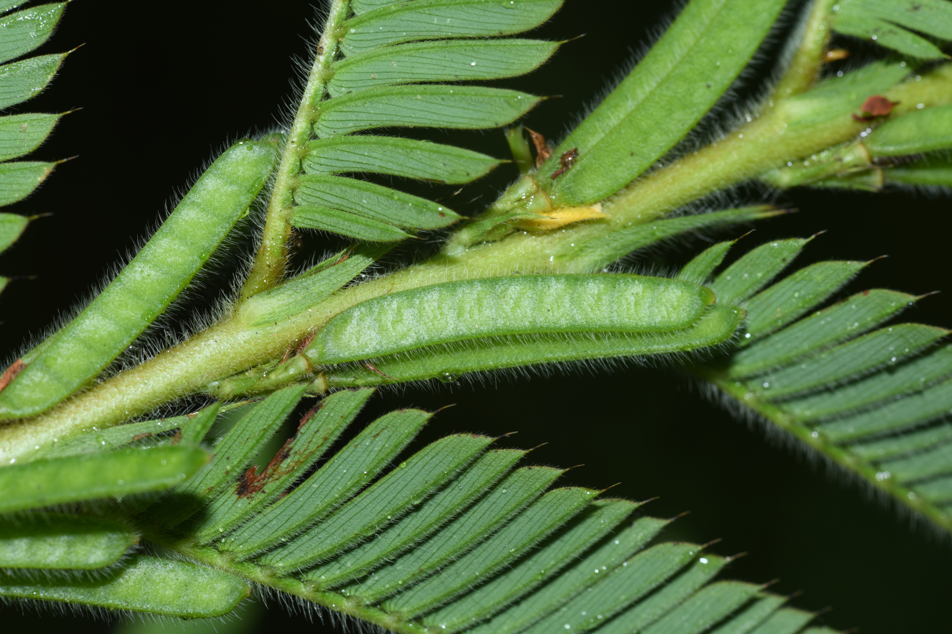 Chamaecrista nictitans var. praetexta (Vogel) H.S.Irwin & Barneby - Photo Bivouac Naturaliste