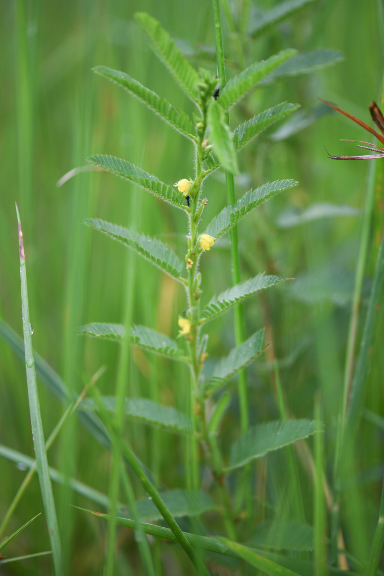 Chamaecrista nictitans var. praetexta (Vogel) H.S.Irwin & Barneby - Photo Bivouac Naturaliste
