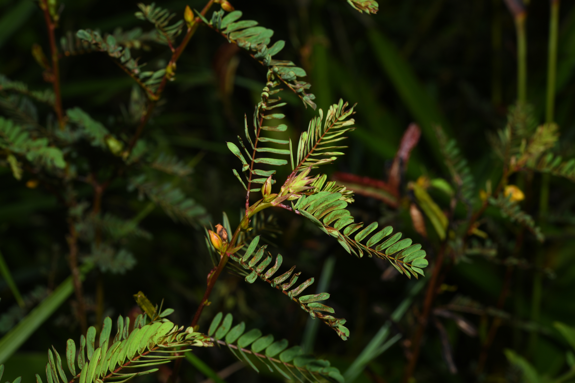Chamaecrista nictitans var. praetexta (Vogel) H.S.Irwin & Barneby - Photo Bivouac Naturaliste