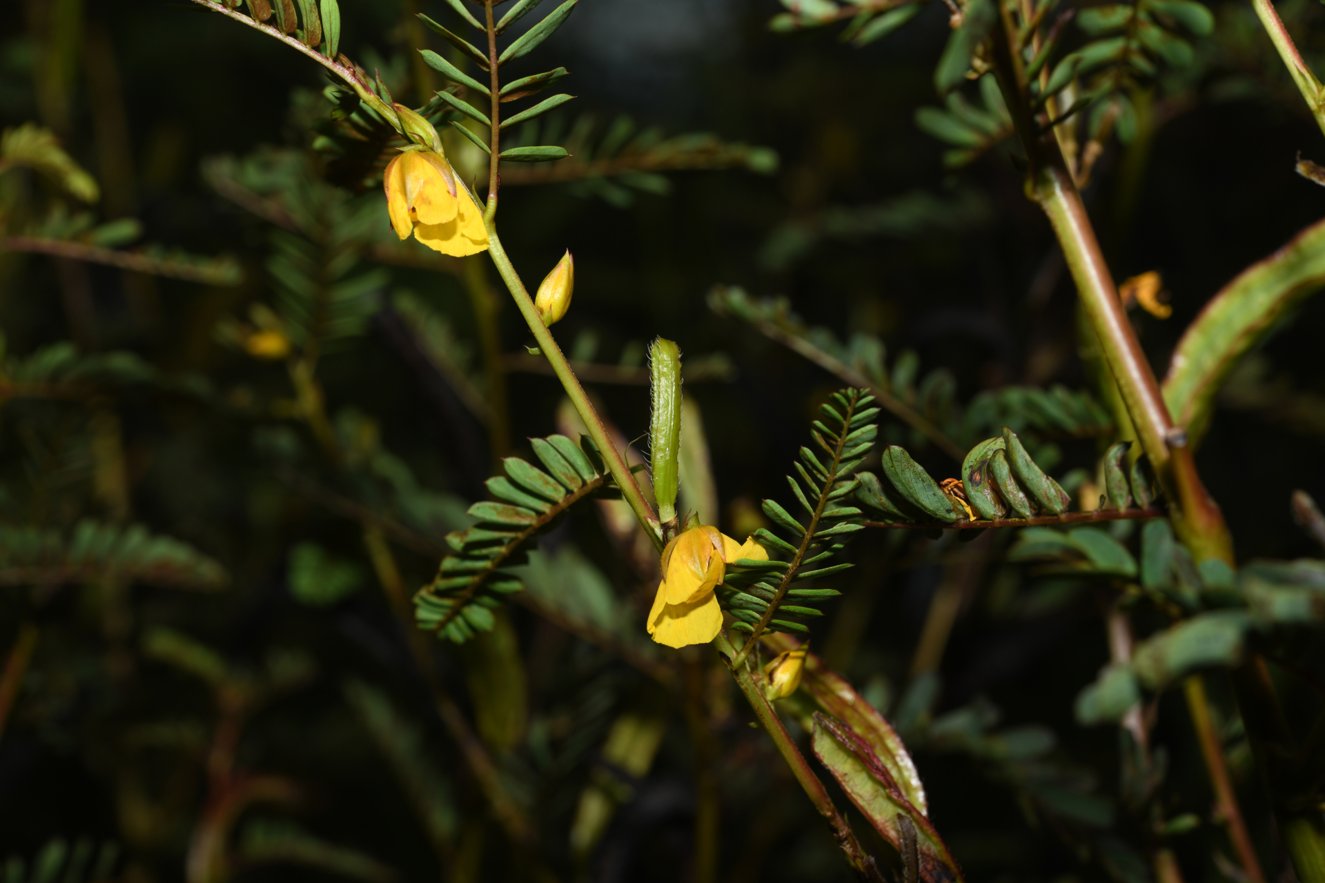 Chamaecrista nictitans var. praetexta (Vogel) H.S.Irwin & Barneby - Photo Bivouac Naturaliste