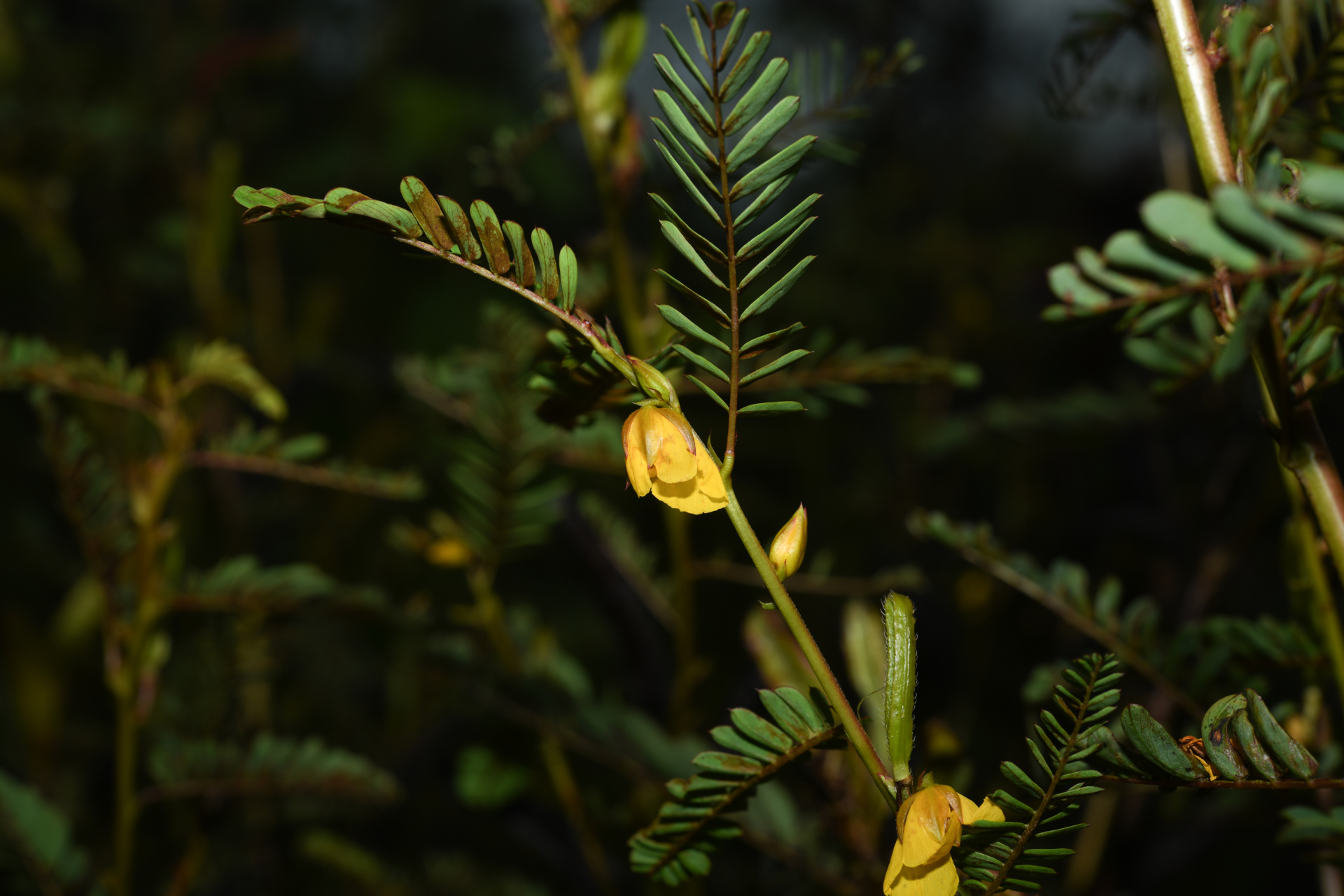 Chamaecrista nictitans var. praetexta (Vogel) H.S.Irwin & Barneby - Photo Bivouac Naturaliste
