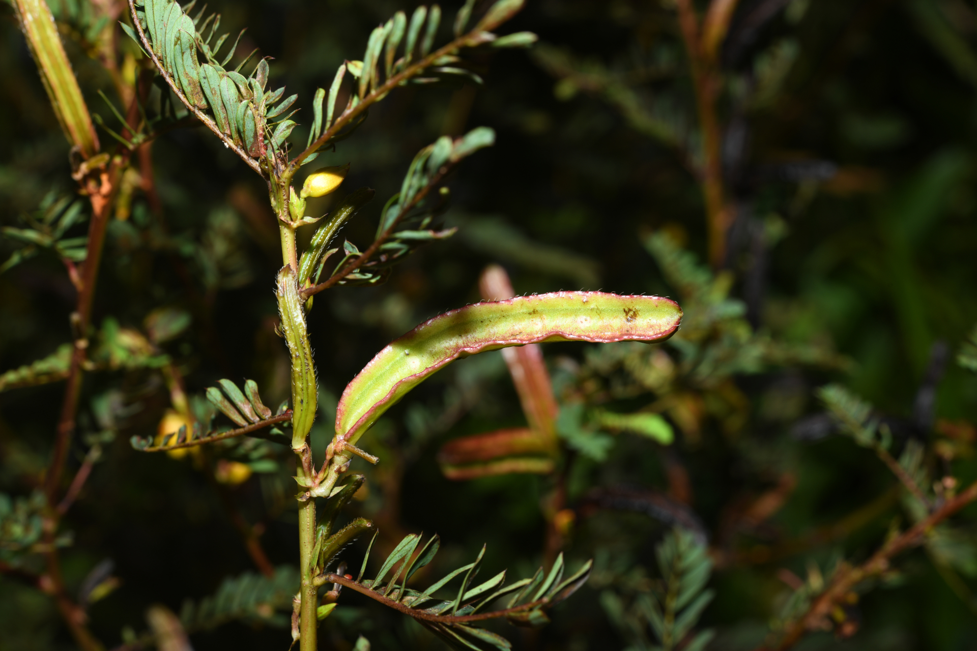 Chamaecrista nictitans var. praetexta (Vogel) H.S.Irwin & Barneby - Photo Bivouac Naturaliste