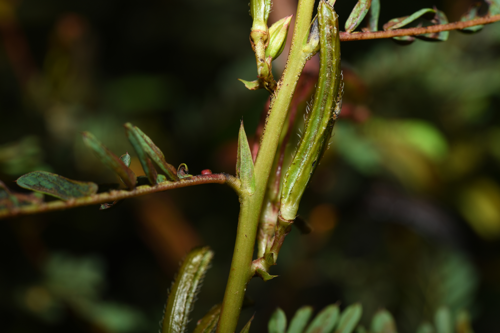 Chamaecrista nictitans var. praetexta (Vogel) H.S.Irwin & Barneby - Photo Bivouac Naturaliste