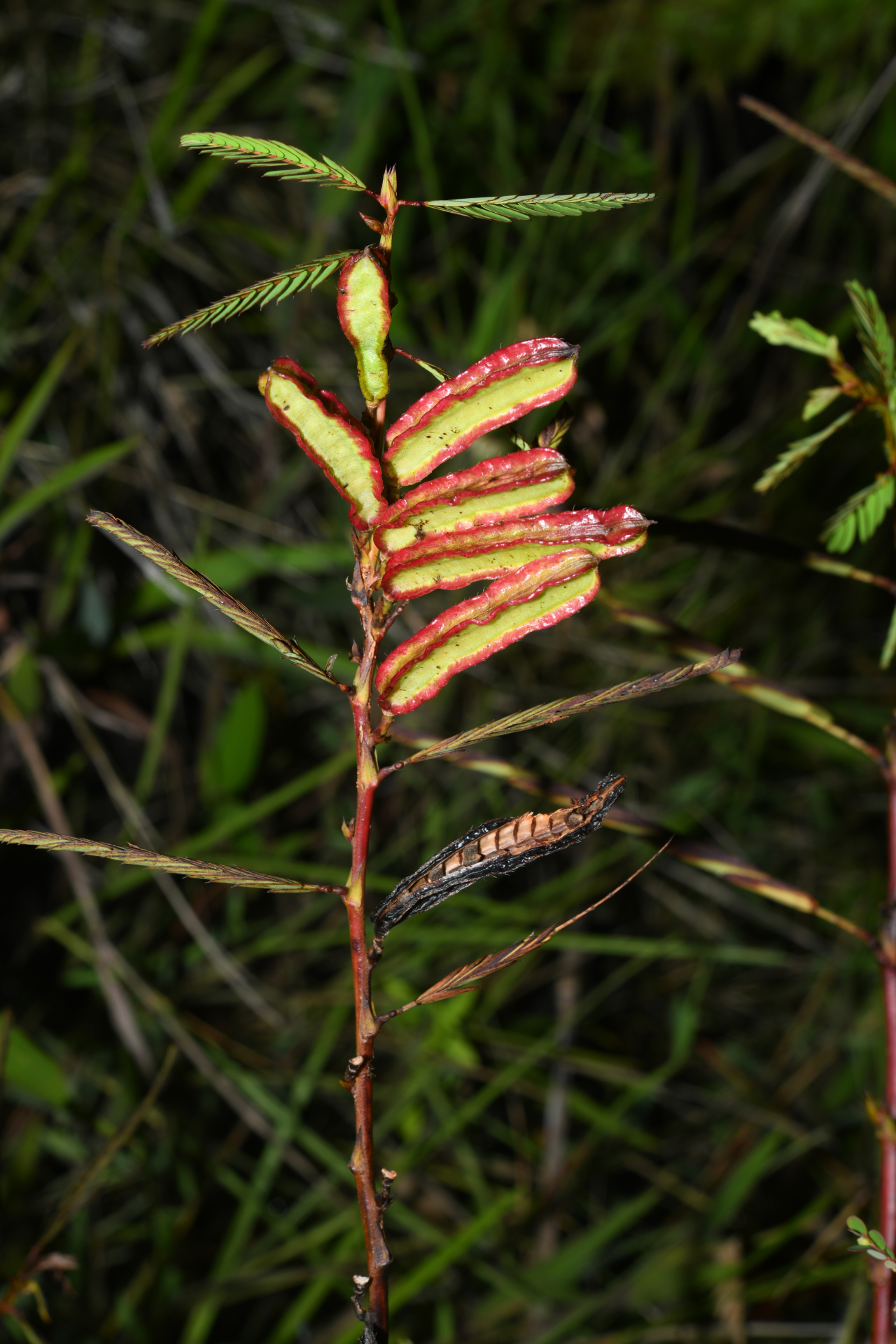 Chamaecrista nictitans var. praetexta (Vogel) H.S.Irwin & Barneby - Photo Bivouac Naturaliste