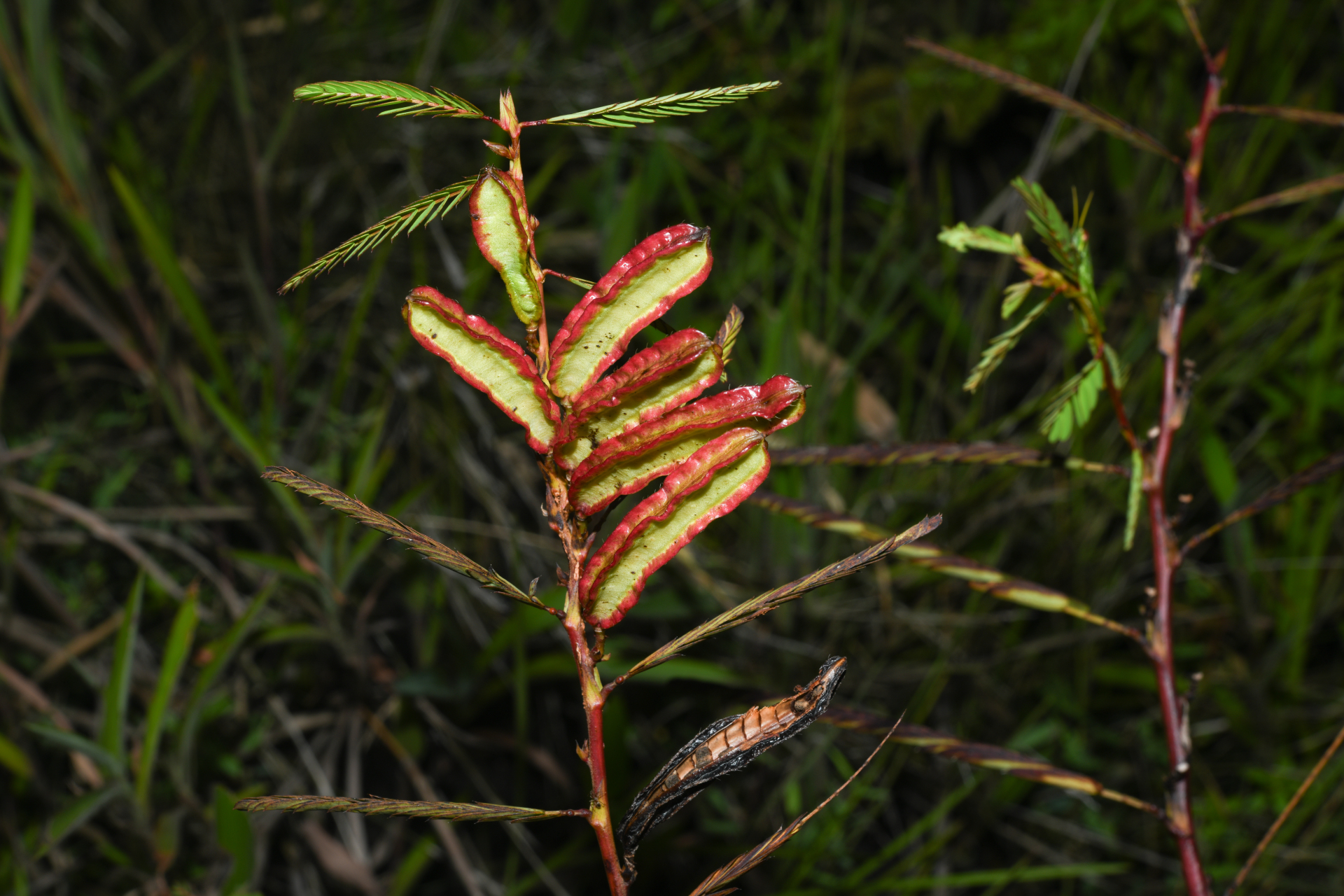 Chamaecrista nictitans var. praetexta (Vogel) H.S.Irwin & Barneby - Photo Bivouac Naturaliste