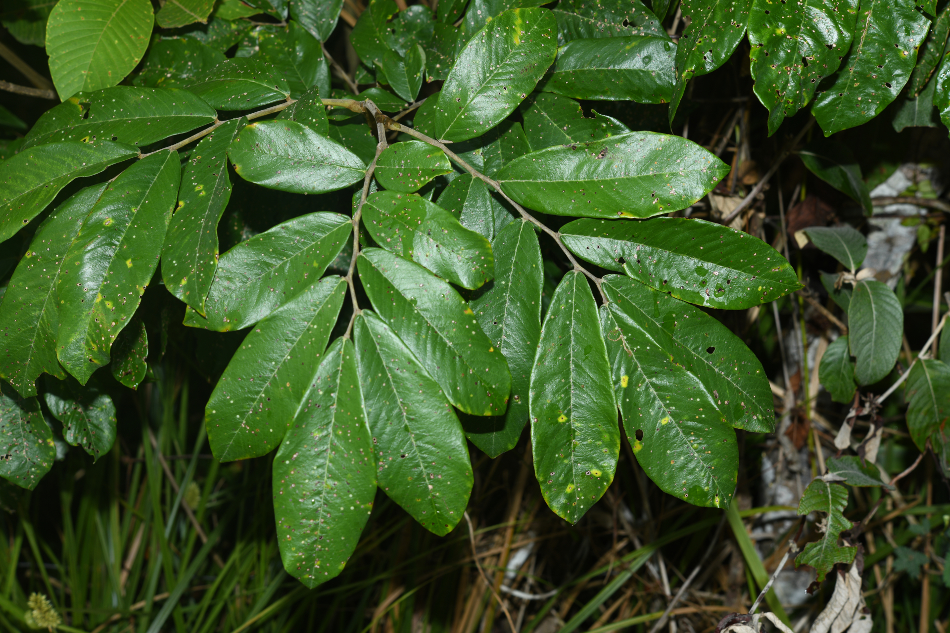 Machaerium quinata var. quinata - Photo Bivouac Naturaliste