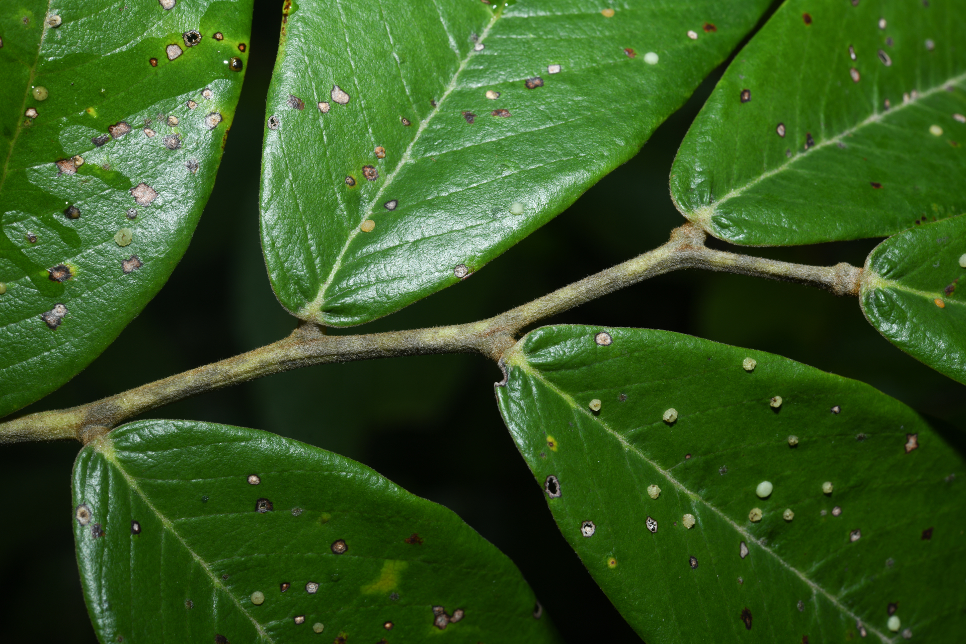 Machaerium quinata var. quinata - Photo Bivouac Naturaliste