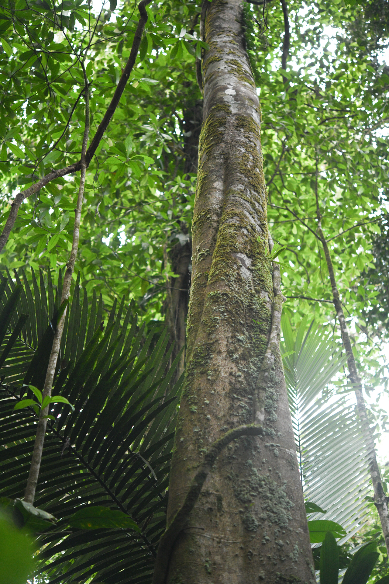 Ormosia Jacks. - Photo Bivouac Naturaliste