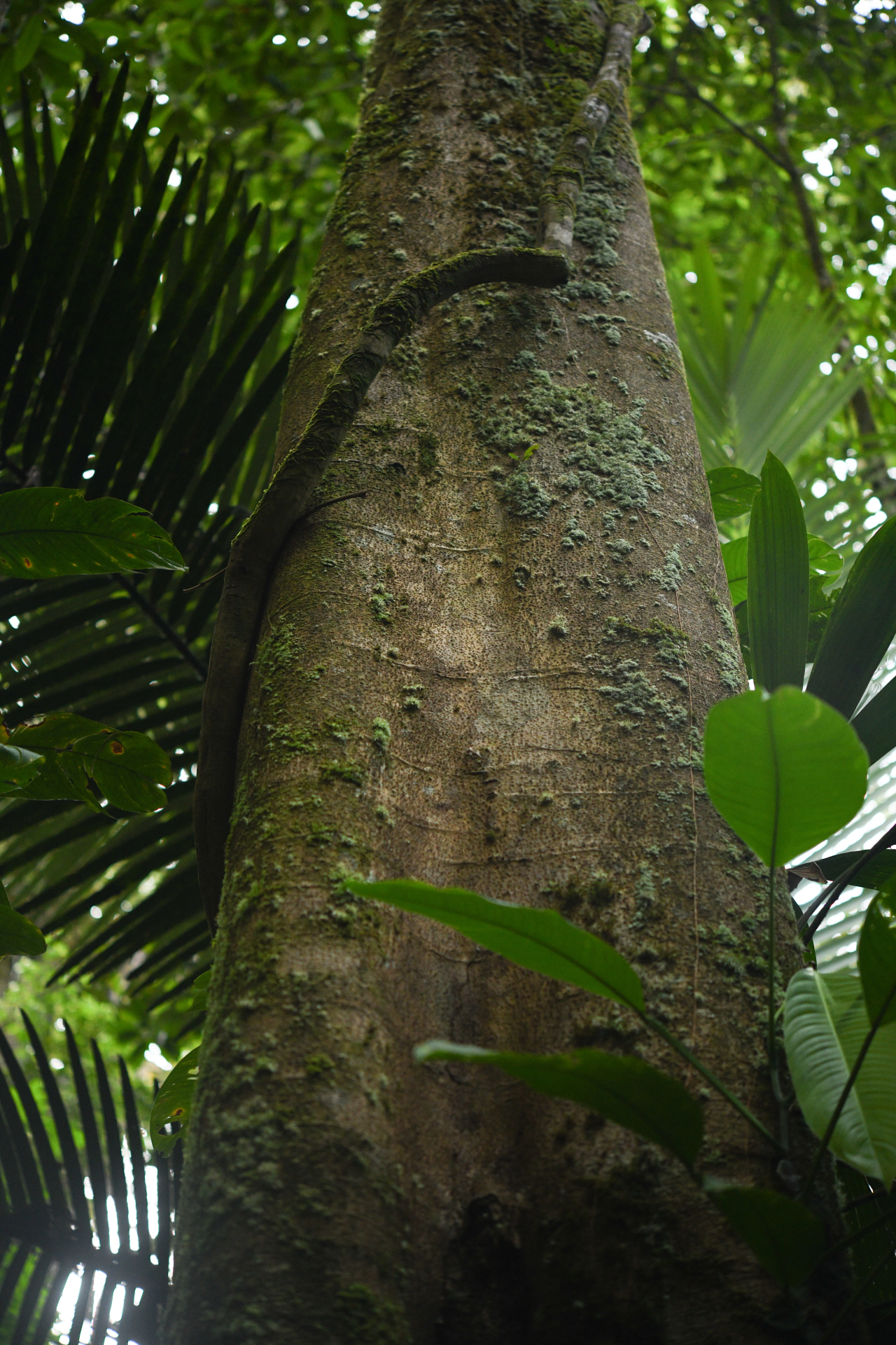 Ormosia Jacks. - Photo Bivouac Naturaliste