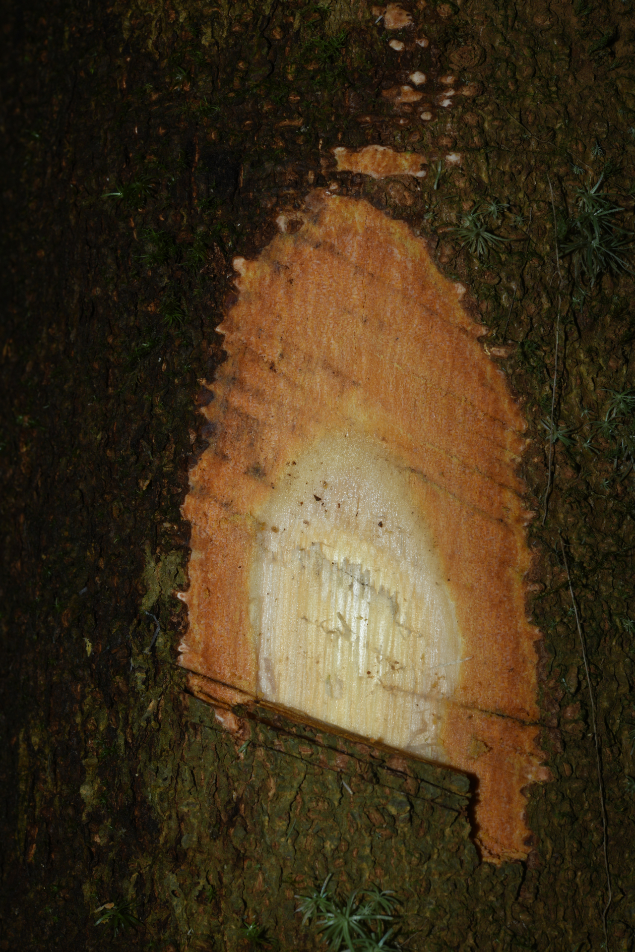 Ormosia Jacks. - Photo Bivouac Naturaliste