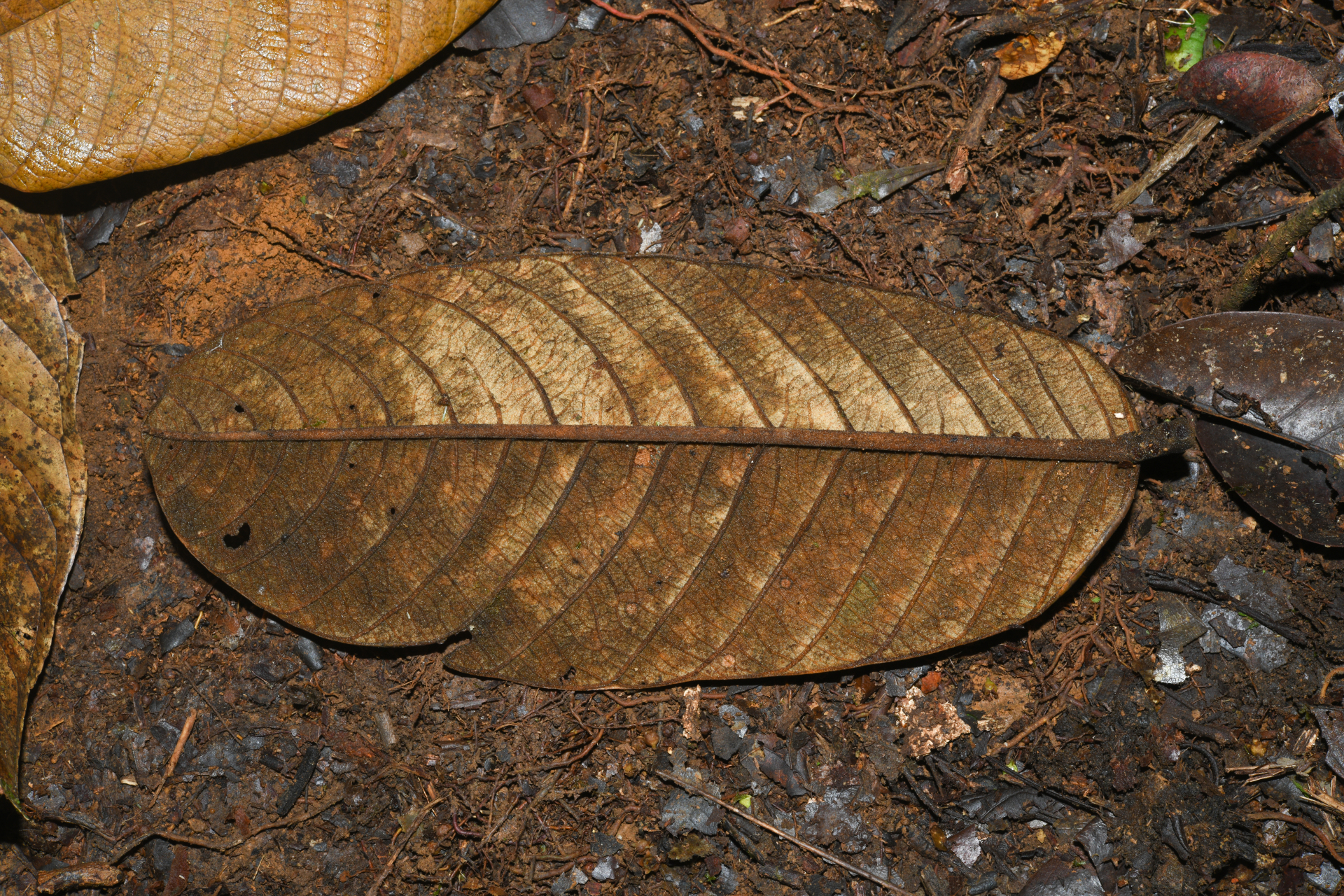 Ormosia Jacks. - Photo Bivouac Naturaliste