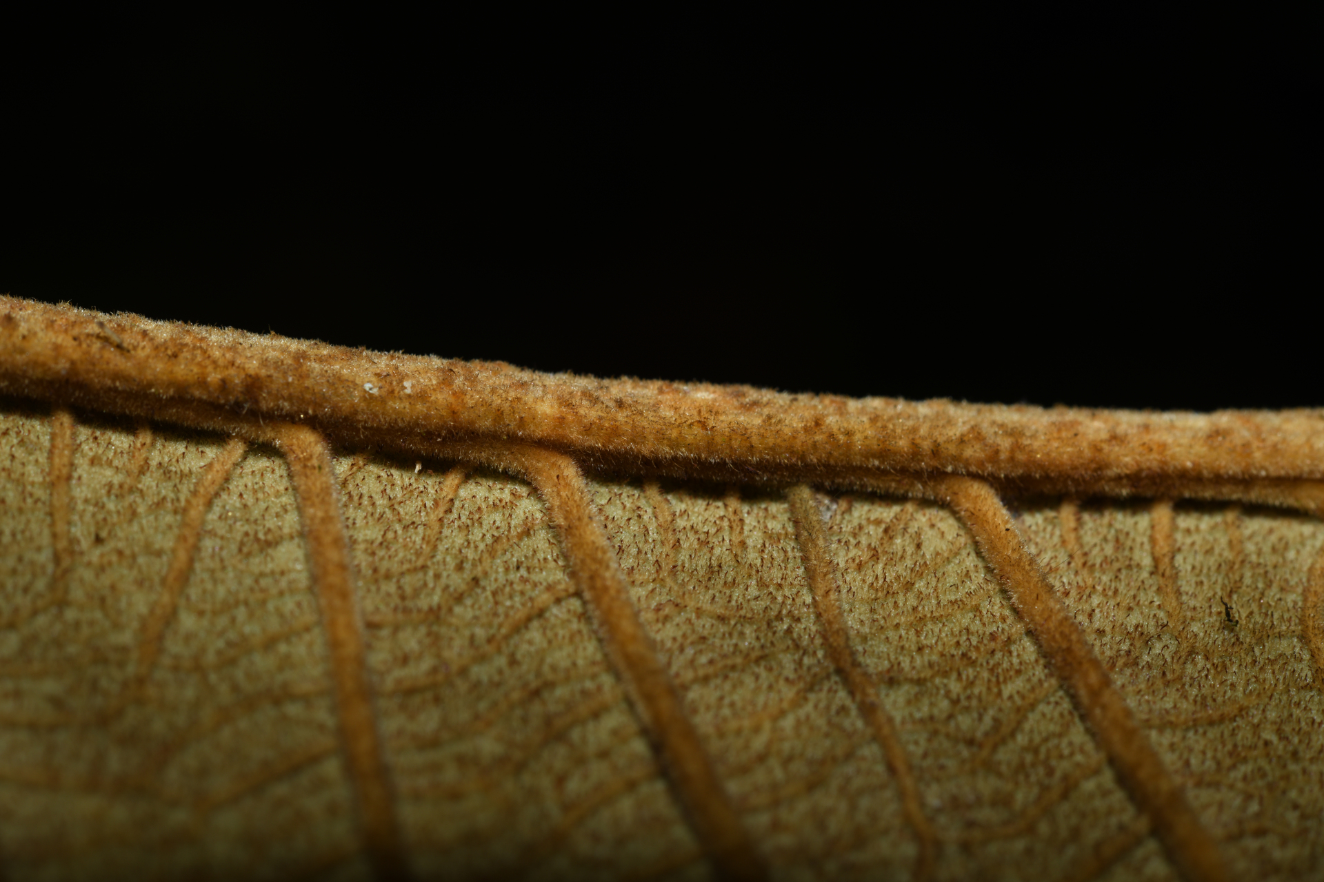 Ormosia Jacks. - Photo Bivouac Naturaliste