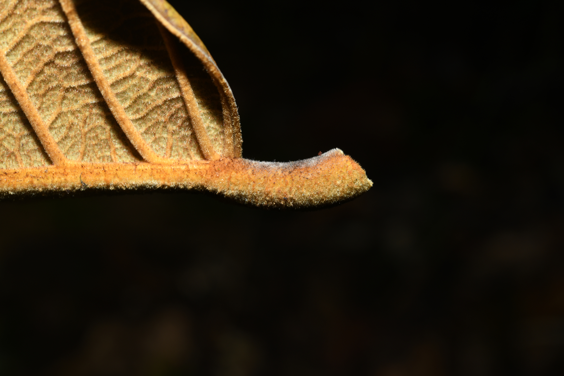 Ormosia Jacks. - Photo Bivouac Naturaliste