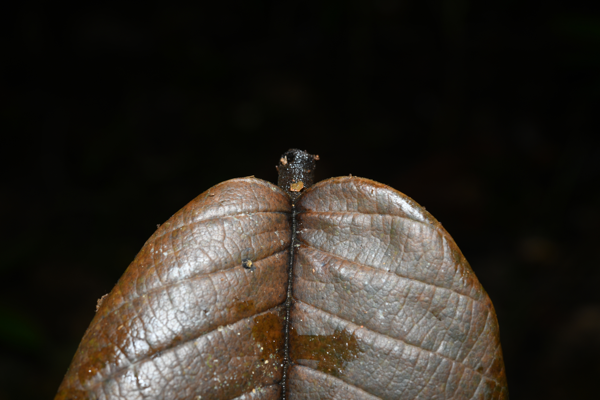 Ormosia Jacks. - Photo Bivouac Naturaliste