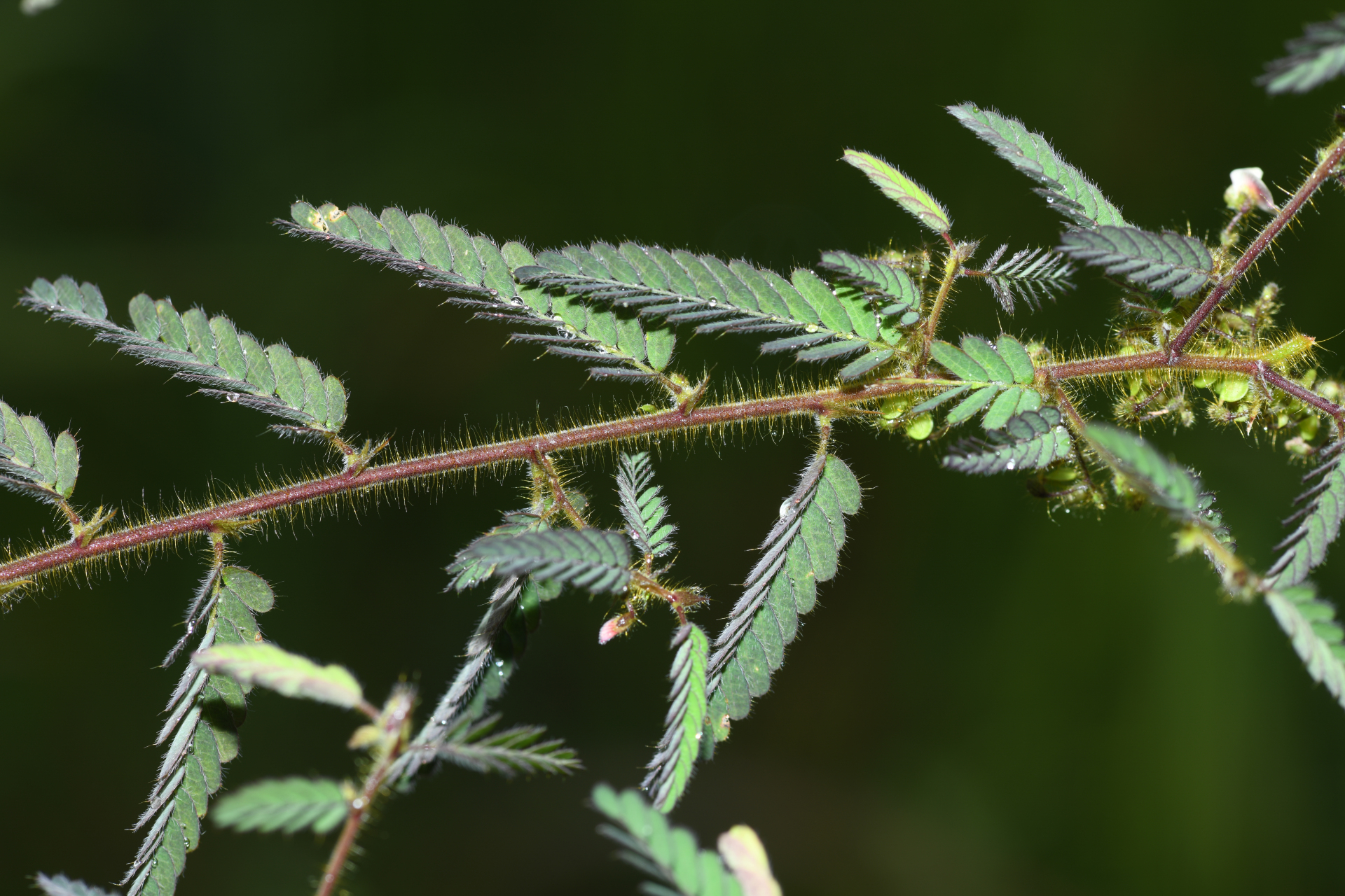 Ctenodon histrix var. histrix - Photo Bivouac Naturaliste