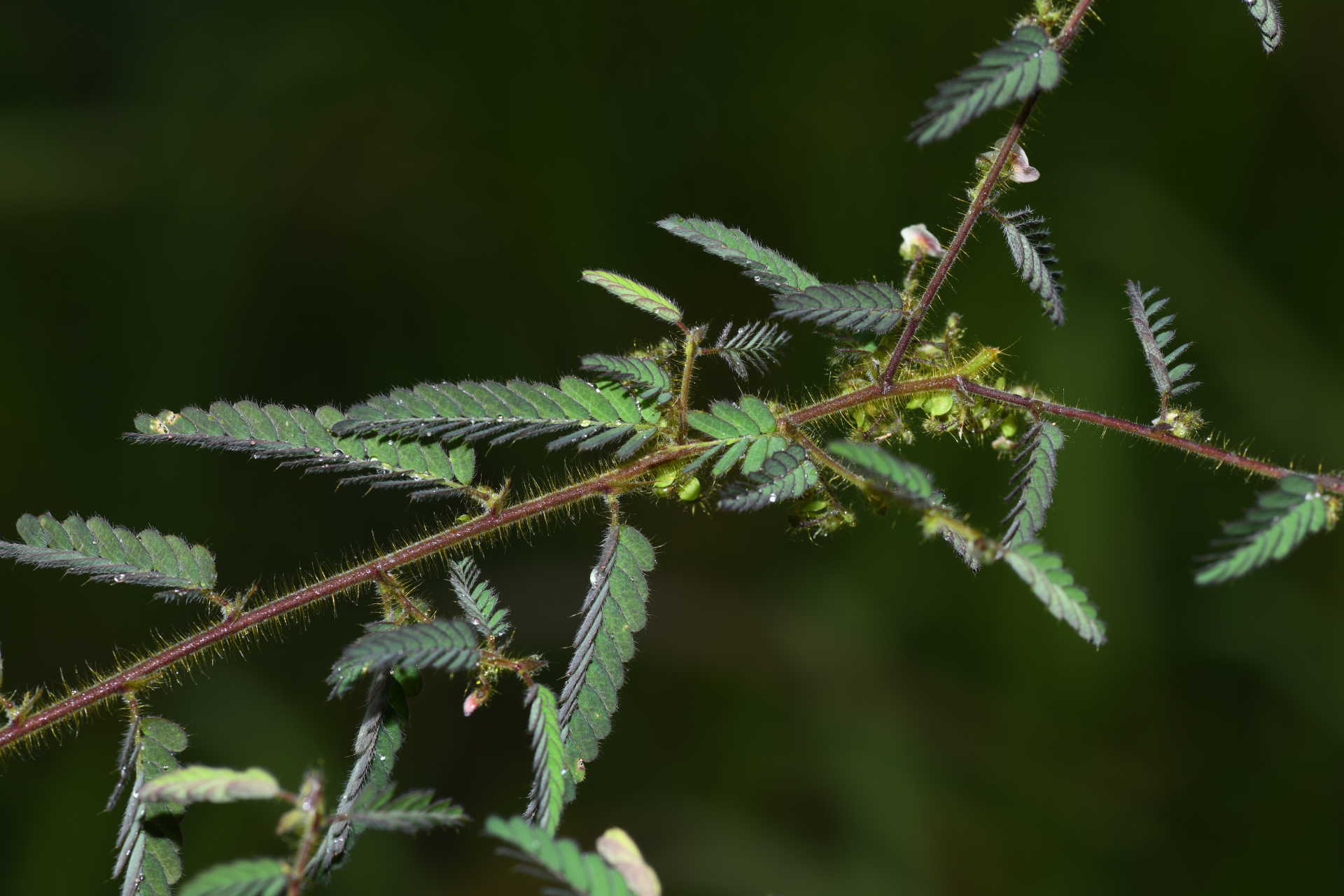 Ctenodon histrix var. histrix - Photo Bivouac Naturaliste