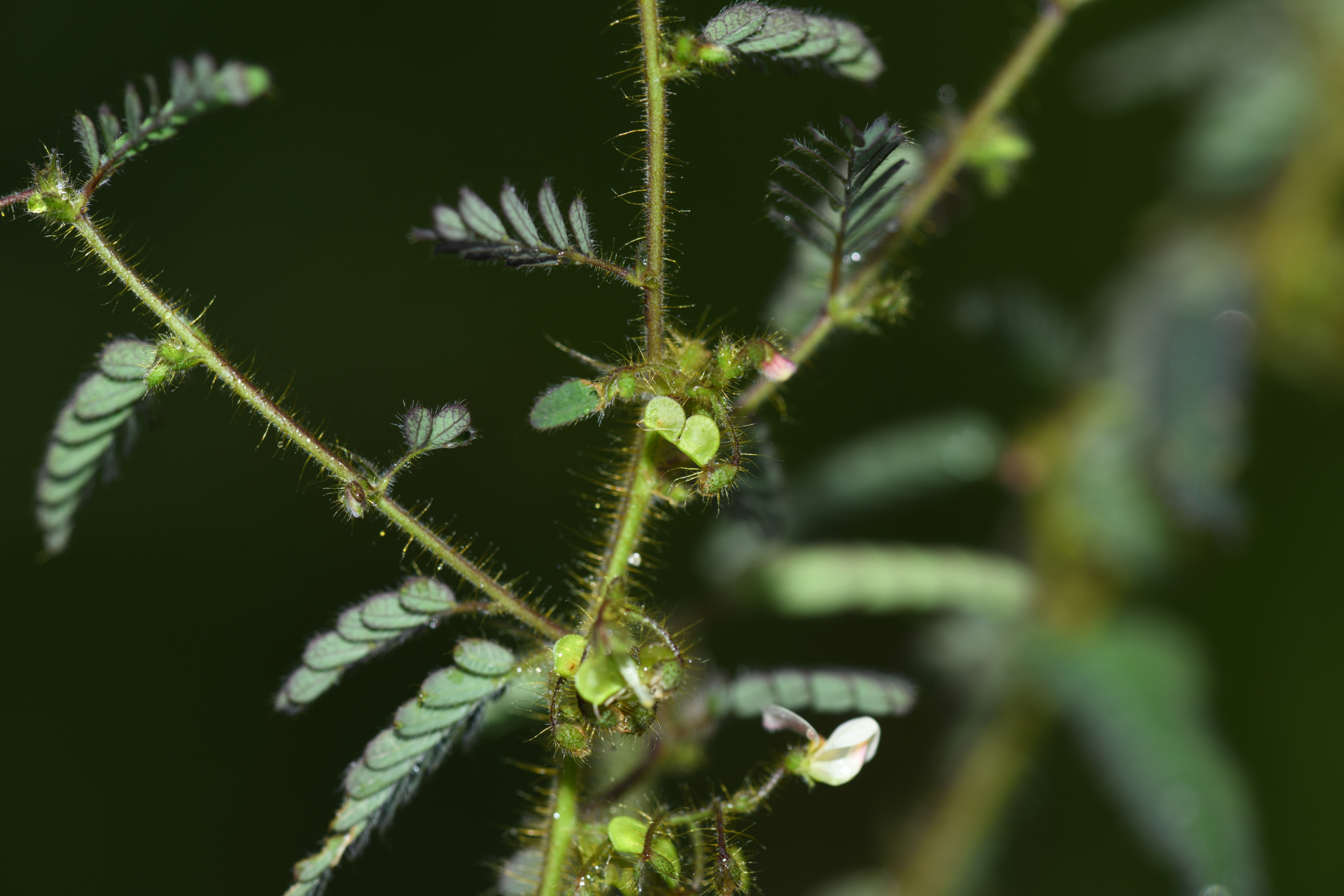 Ctenodon histrix var. histrix - Photo Bivouac Naturaliste