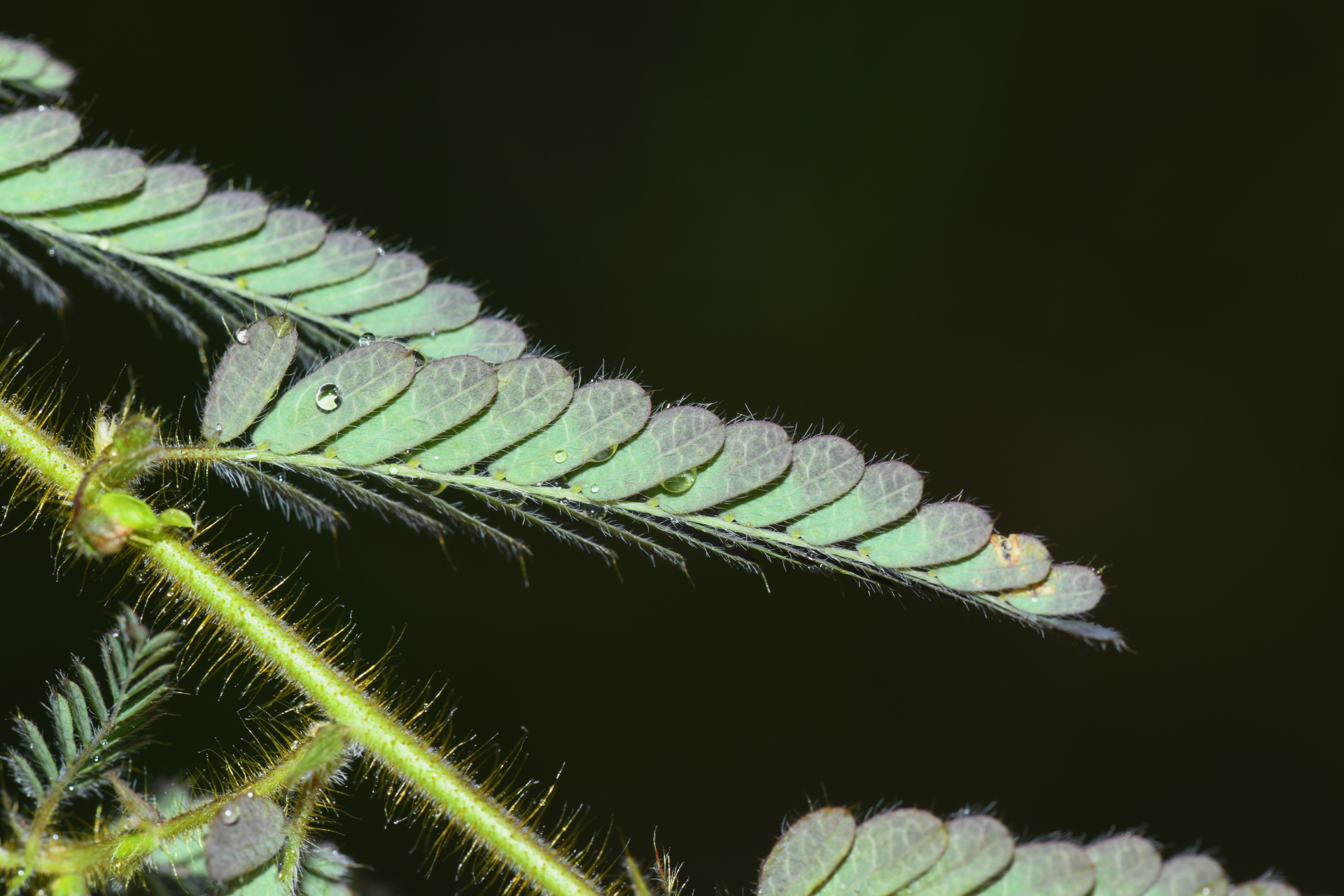 Ctenodon histrix var. histrix - Photo Bivouac Naturaliste