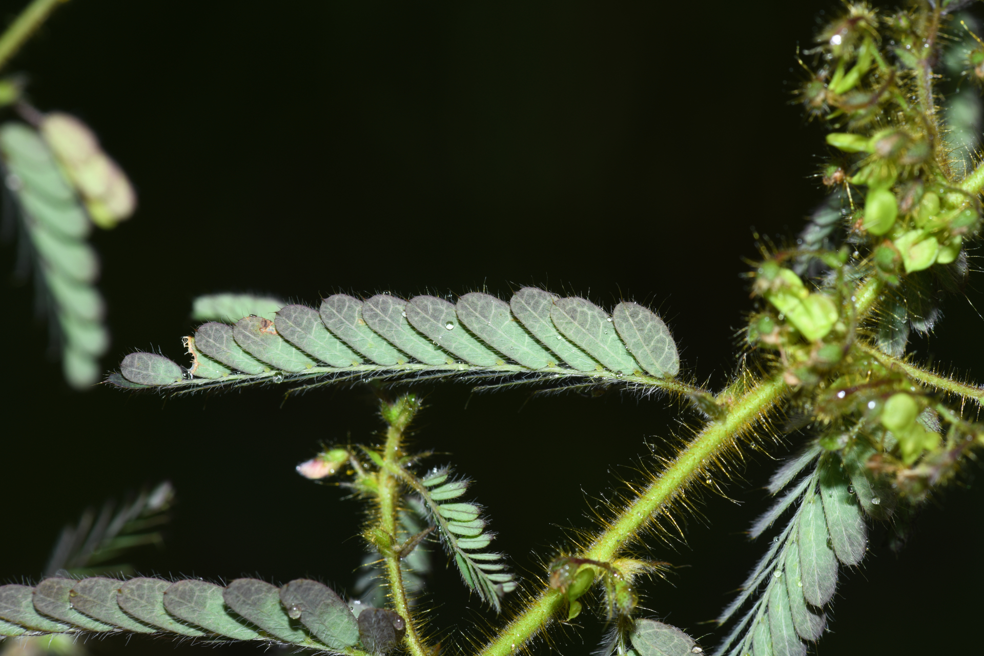 Ctenodon histrix var. histrix - Photo Bivouac Naturaliste